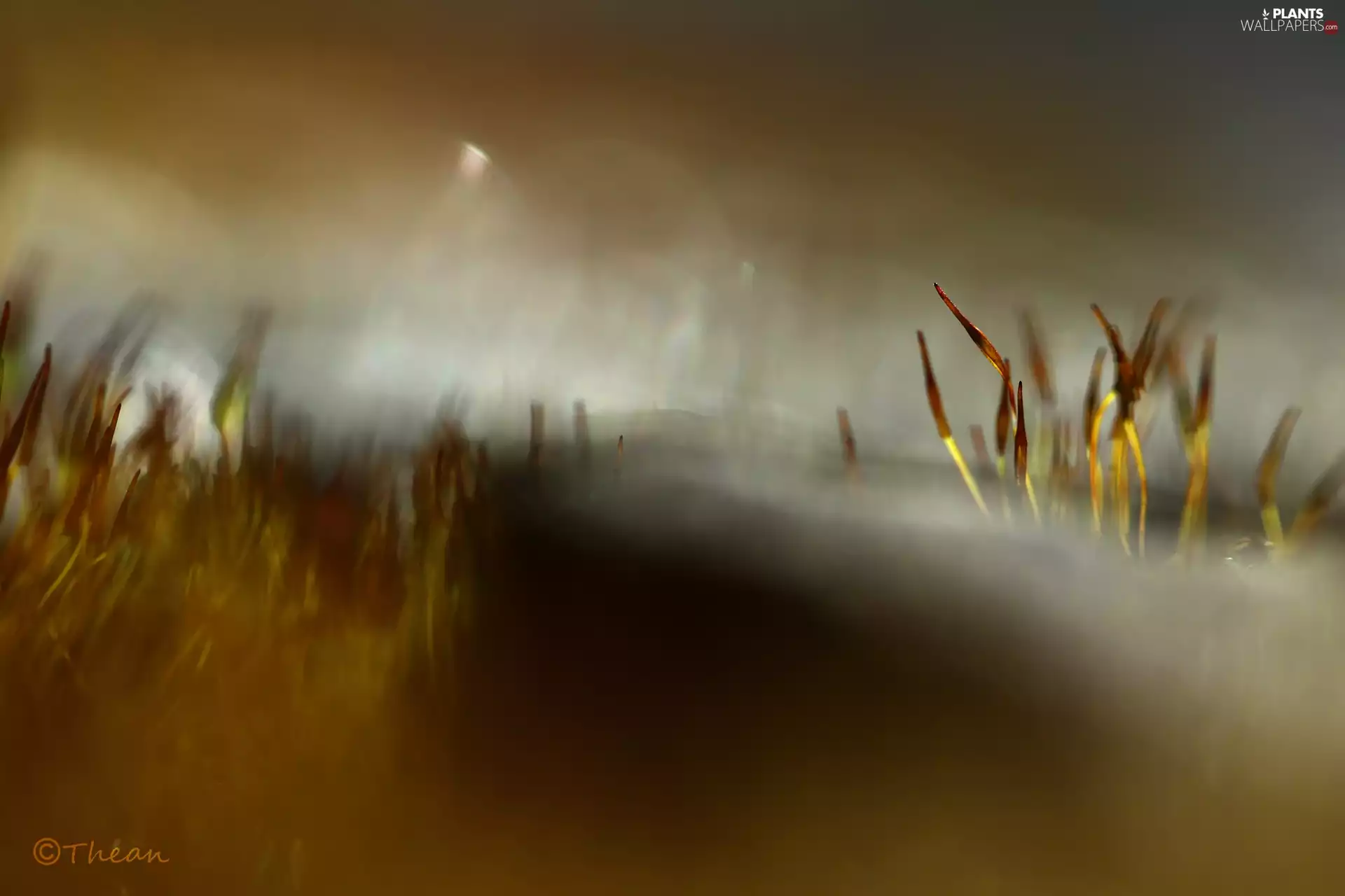 mosses, blades, Close, lichens