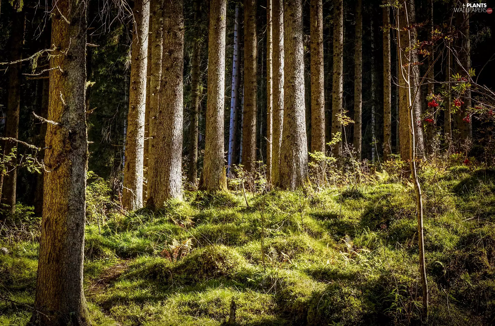 viewes, car in the meadow, luminosity, ligh, flash, trees, forest, sun