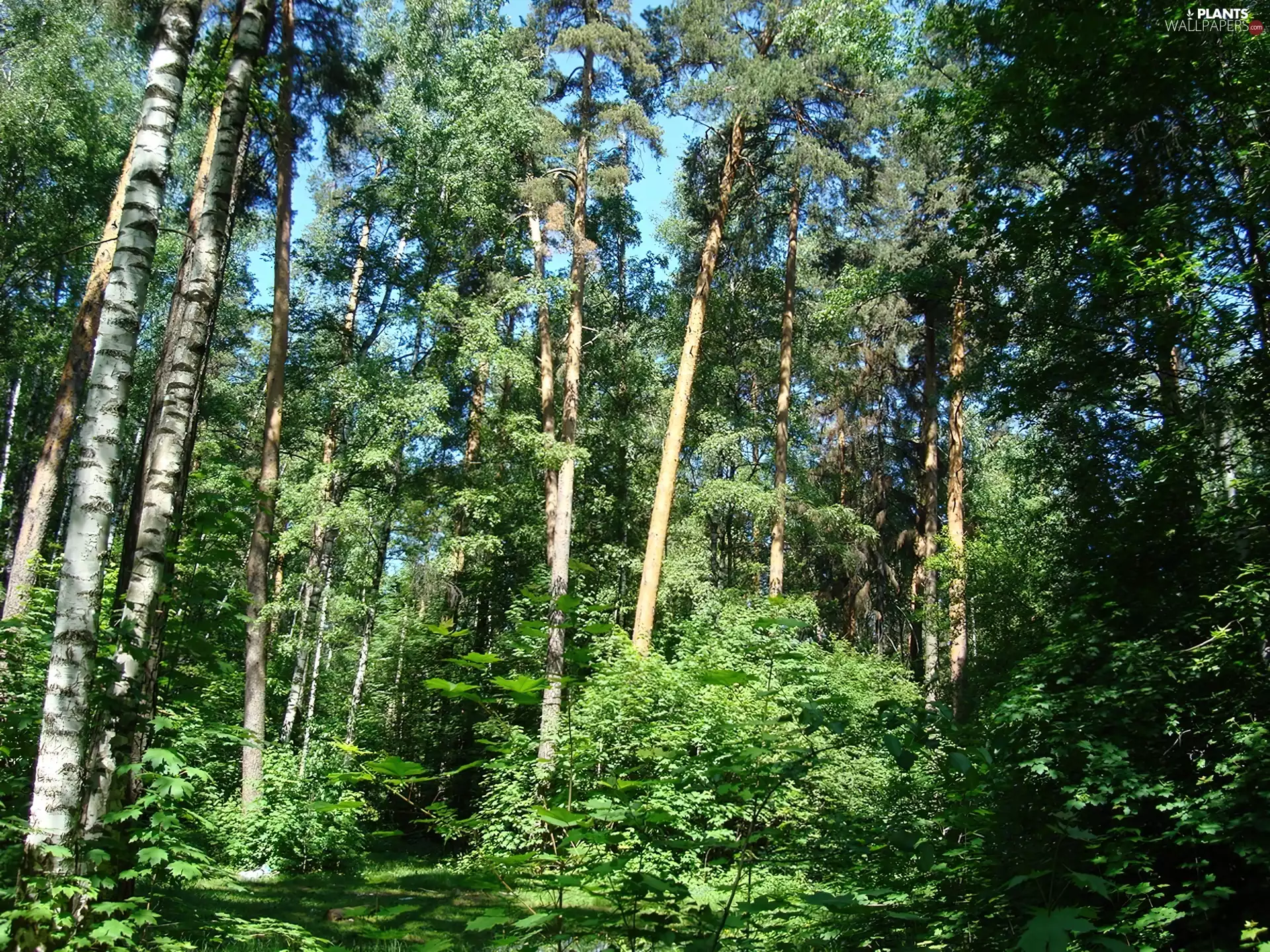 sun, coppice, luminosity, ligh, birch, flash, shadows