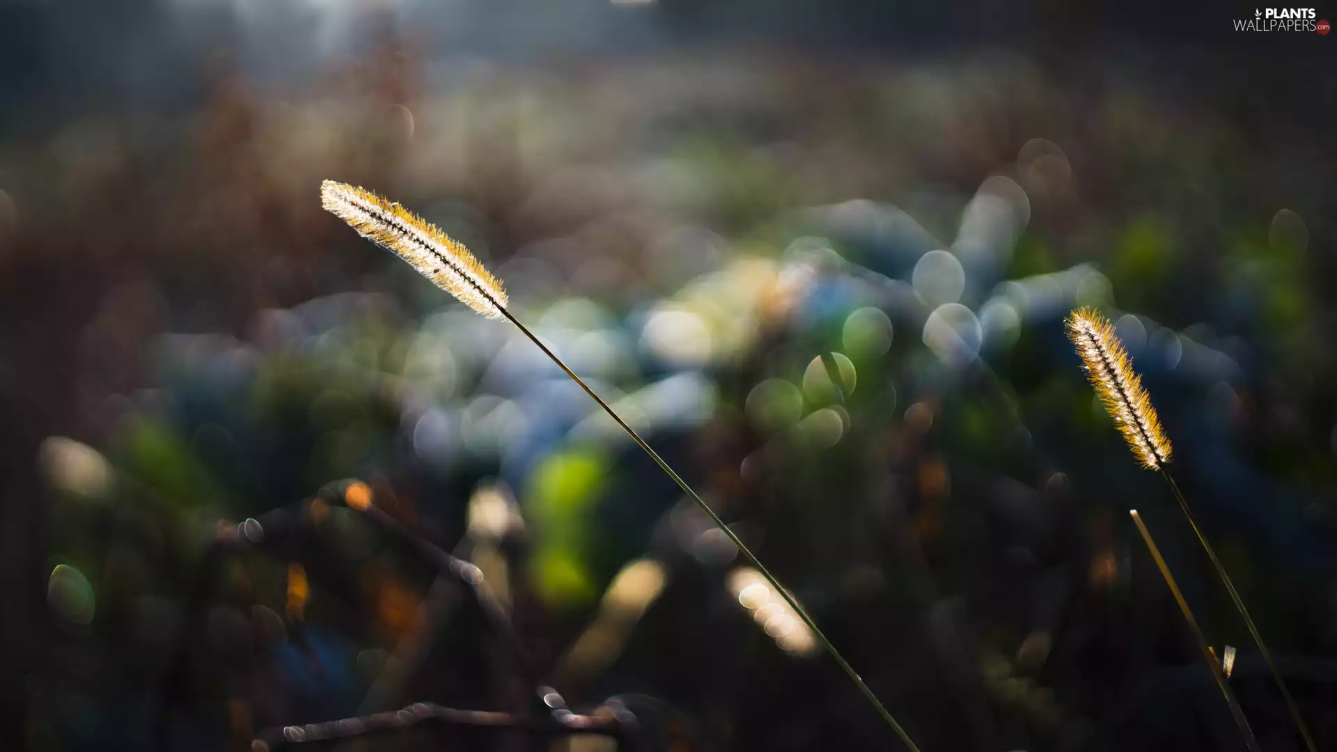 sun, grass, luminosity, ligh, plant, flash, Bokeh