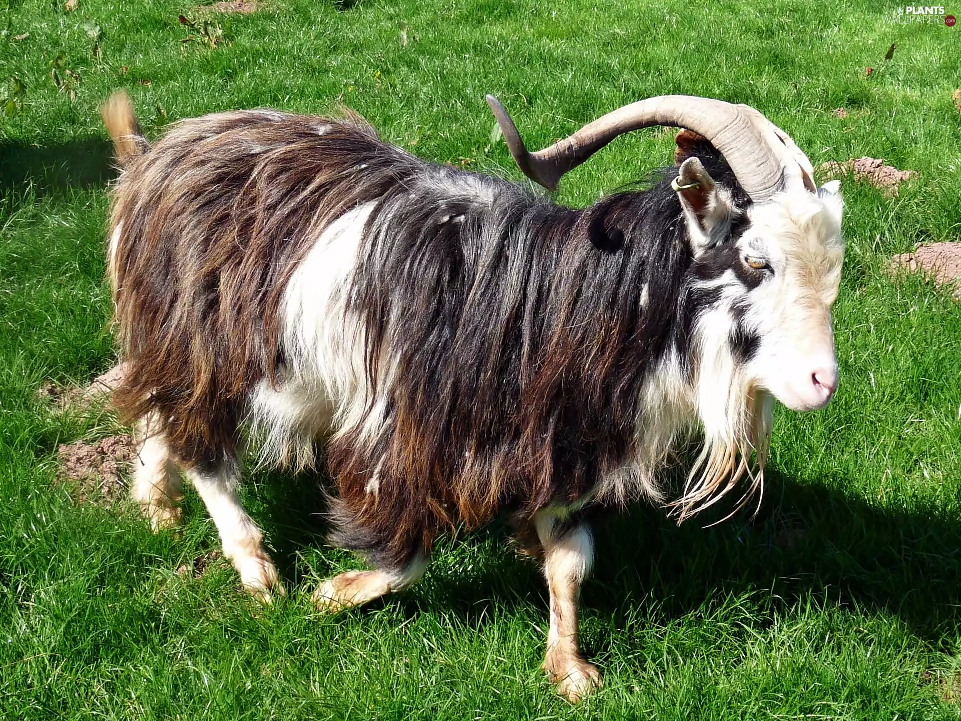 sun, grass, luminosity, ligh, goat, flash, shadow