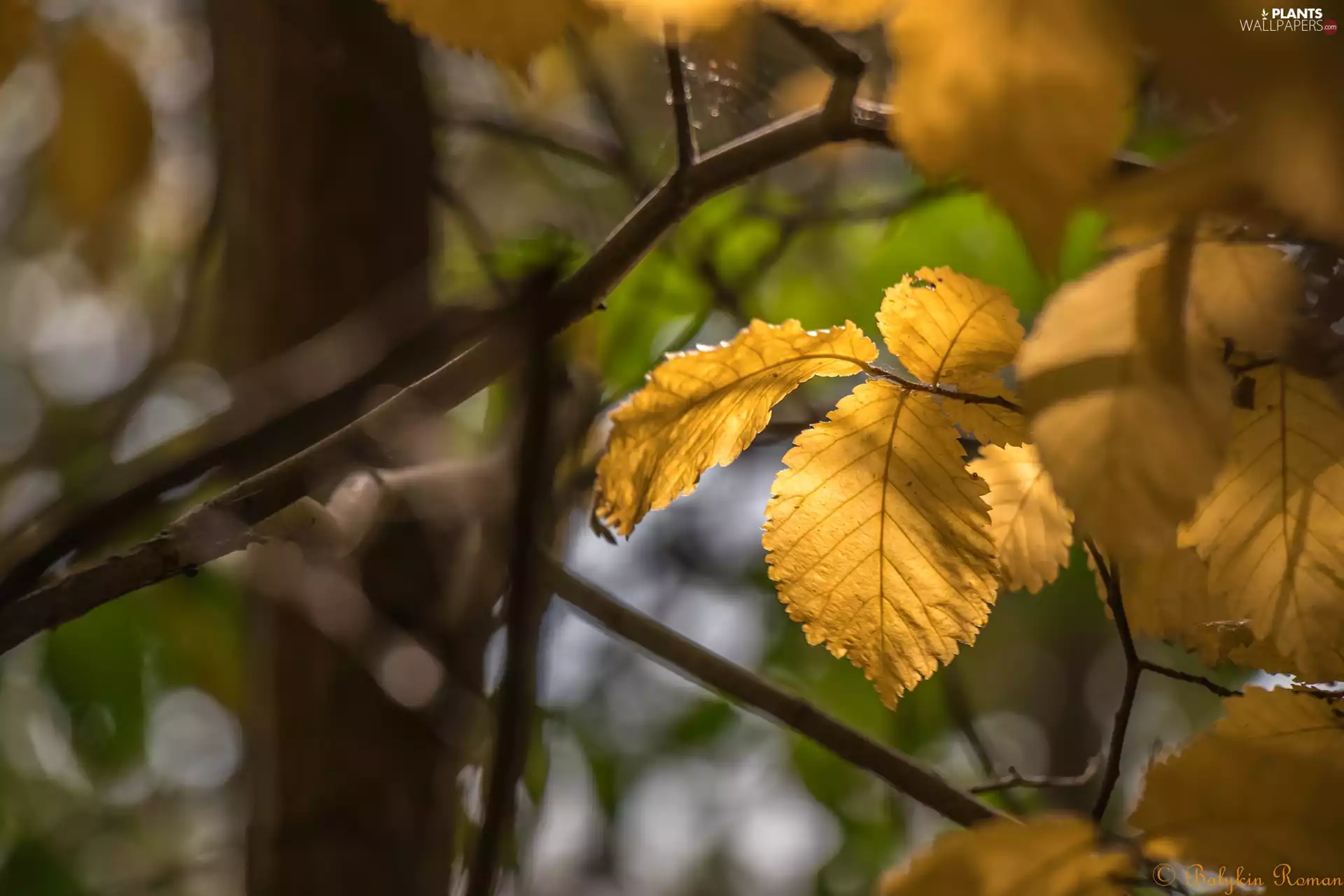 sun, Leaf, luminosity, ligh, trees, flash, autumn