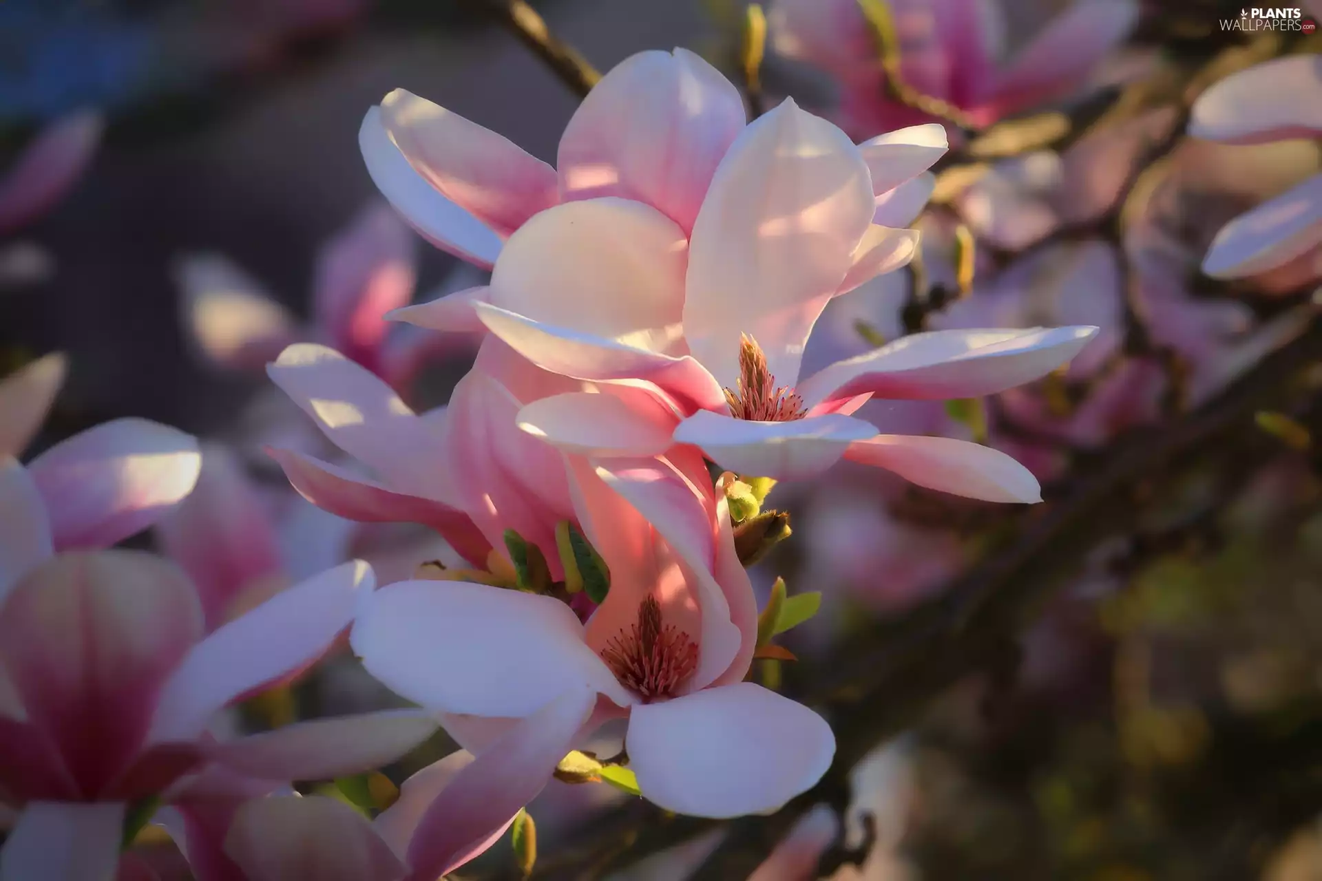 sun, Magnolia, luminosity, ligh, Flowers, flash, blur