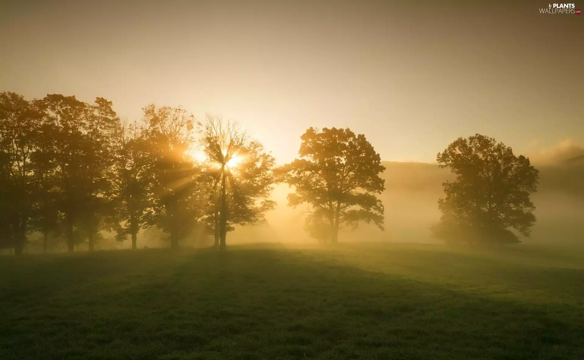 ligh, trees, east, flash, sun, Meadow, viewes, luminosity, sun, Przebijające