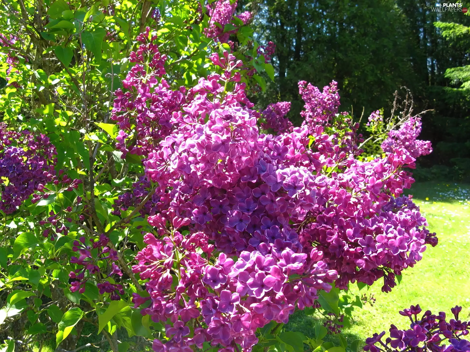 ligh, forest, flash, car in the meadow, without, sun, luminosity
