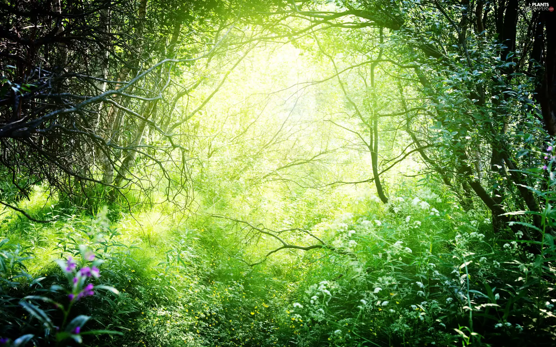 ligh, trees, grass, flash, Flowers, forest, viewes, luminosity, sun, Przebijające