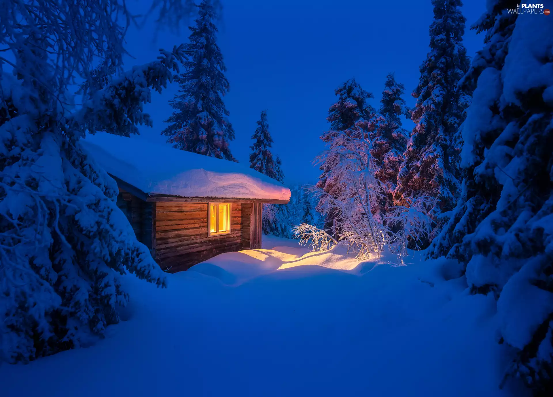 ligh, snow, Spruces, flash, Snowy, winter, Night, luminosity, sun, cottage