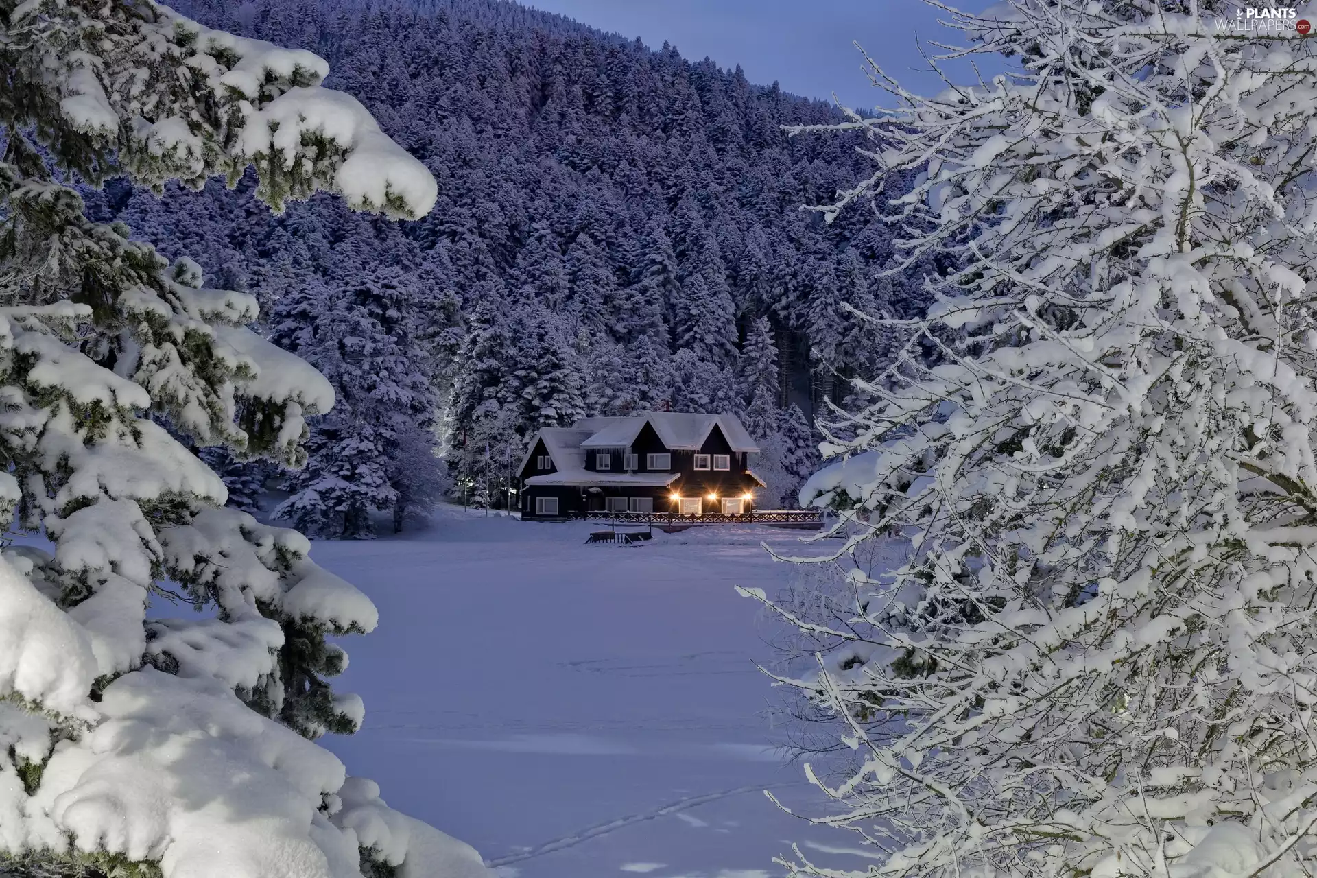 ligh, forest, trees, flash, viewes, winter, Snowy, luminosity, sun, house