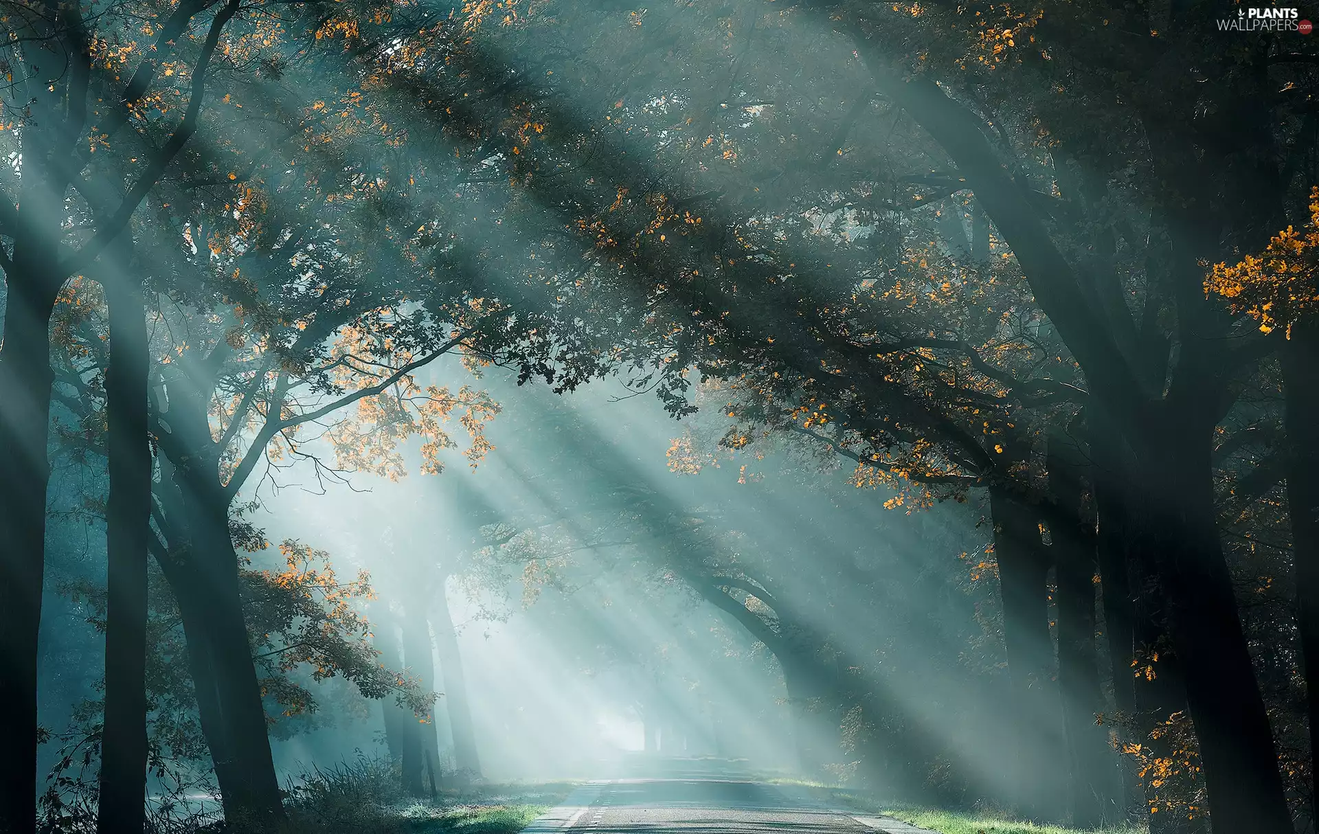 rays of the Sun, autumn, Way, trees, Leaf, light breaking through sky, forest, viewes