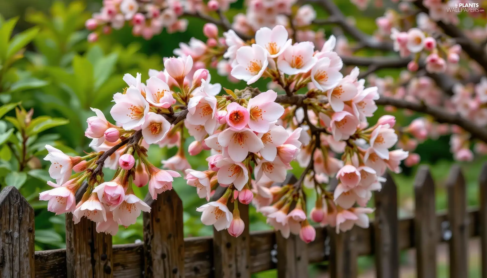 Fruit Tree, Fance, Light pink, Flowers, twig