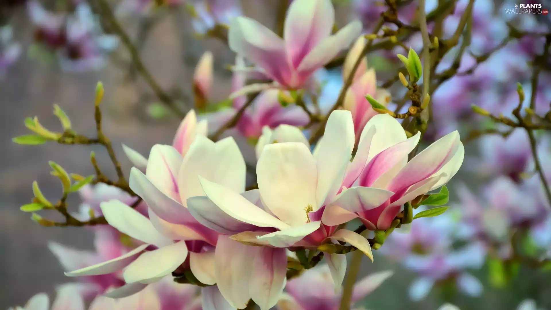 Blossoming, Light pink, Flowers, Magnolia