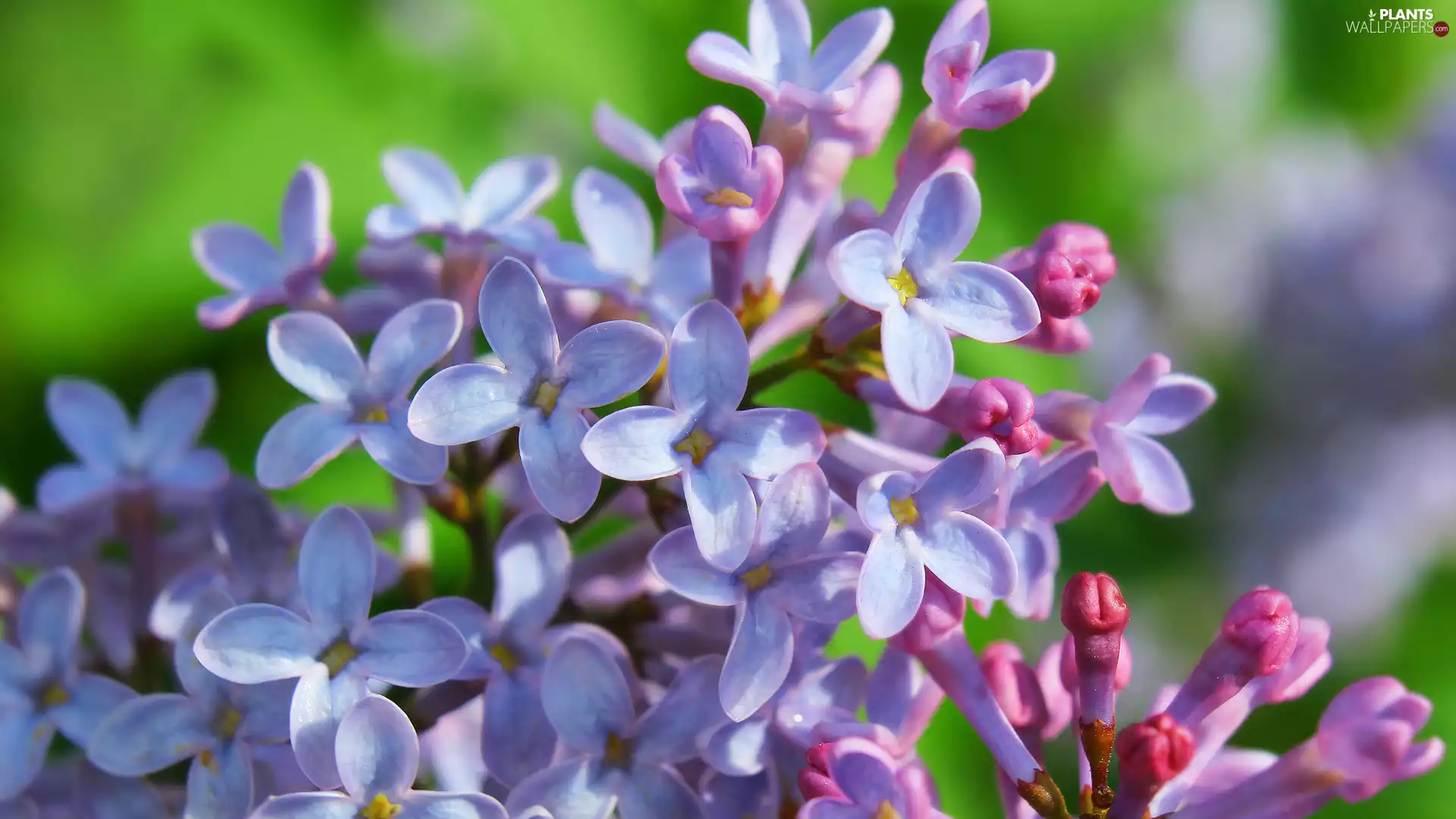 without, Light Purple, Flowers, Syringa