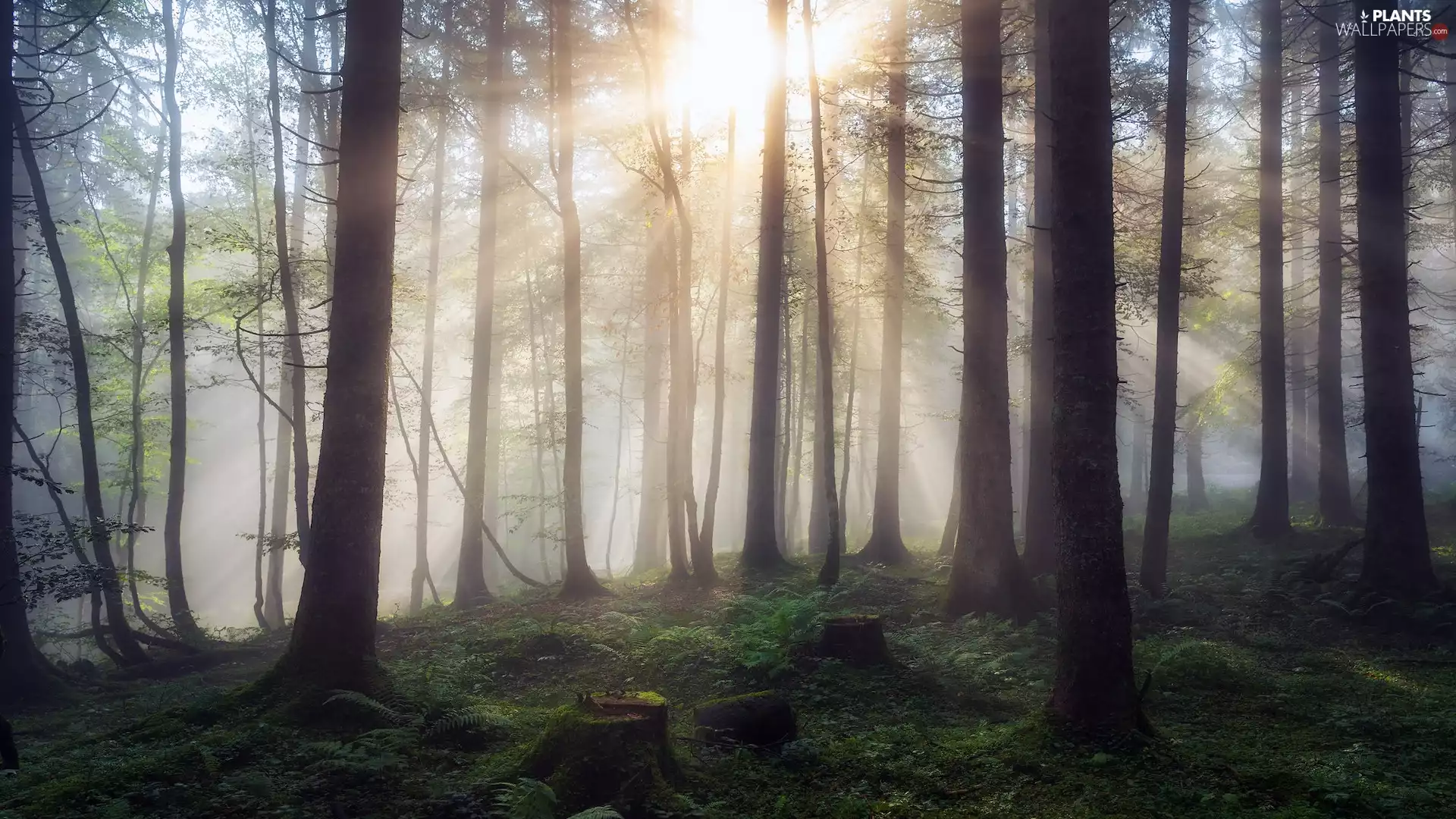 light breaking through sky, trees, Plants, viewes, forest, sunny, Moss