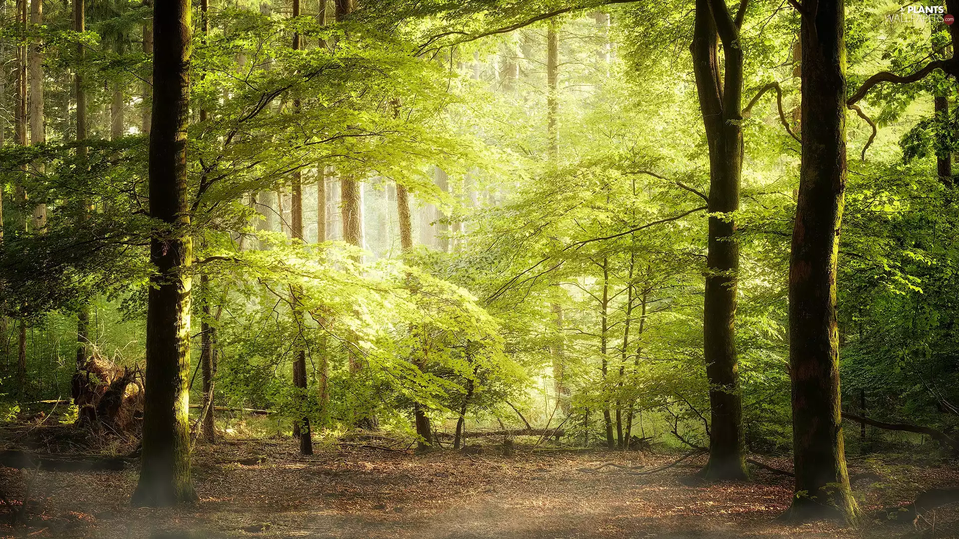 light breaking through sky, branch pics, trees, viewes, forest