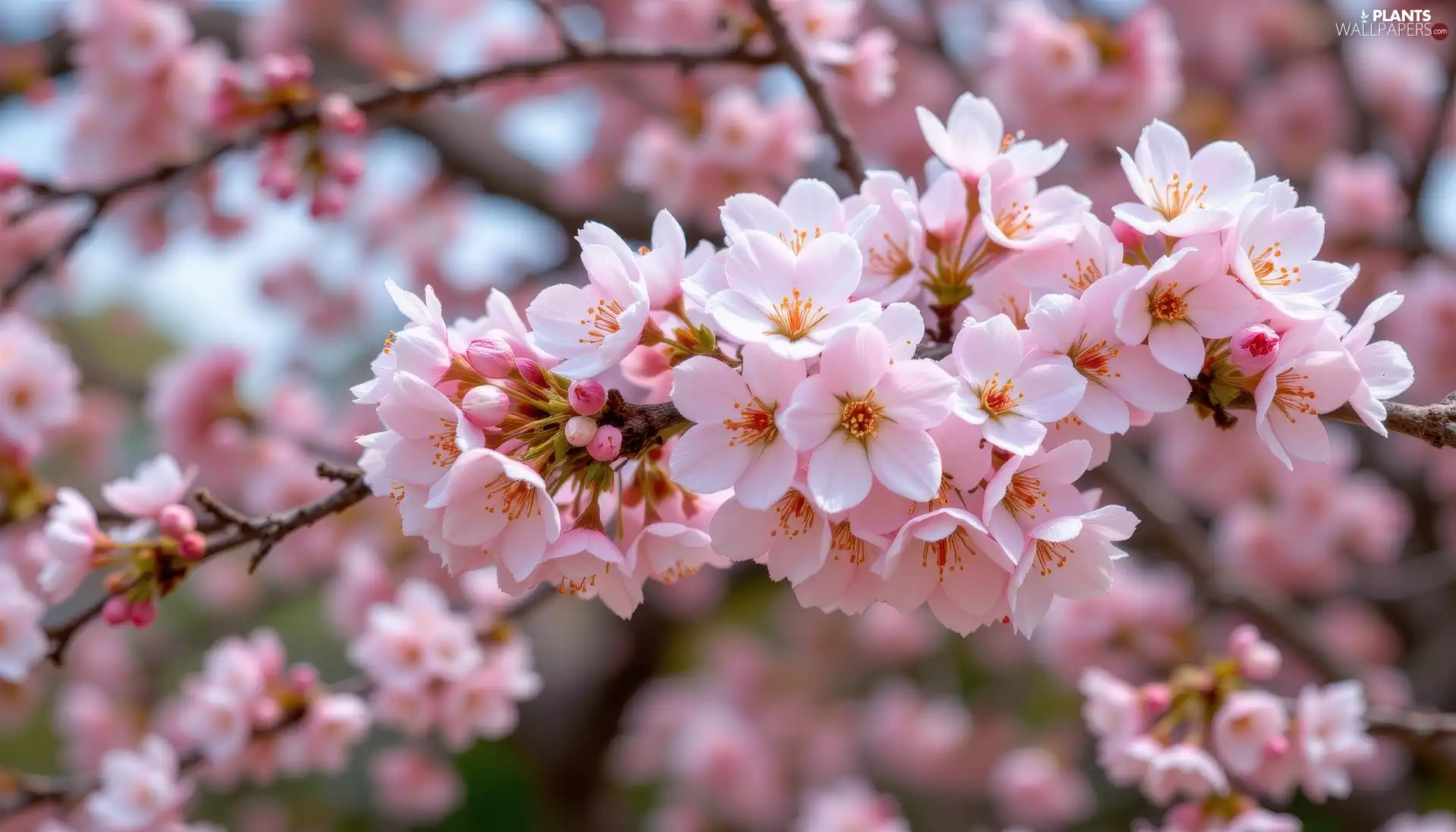 bloom, Flowers, twig, Light pink, Fruit Tree
