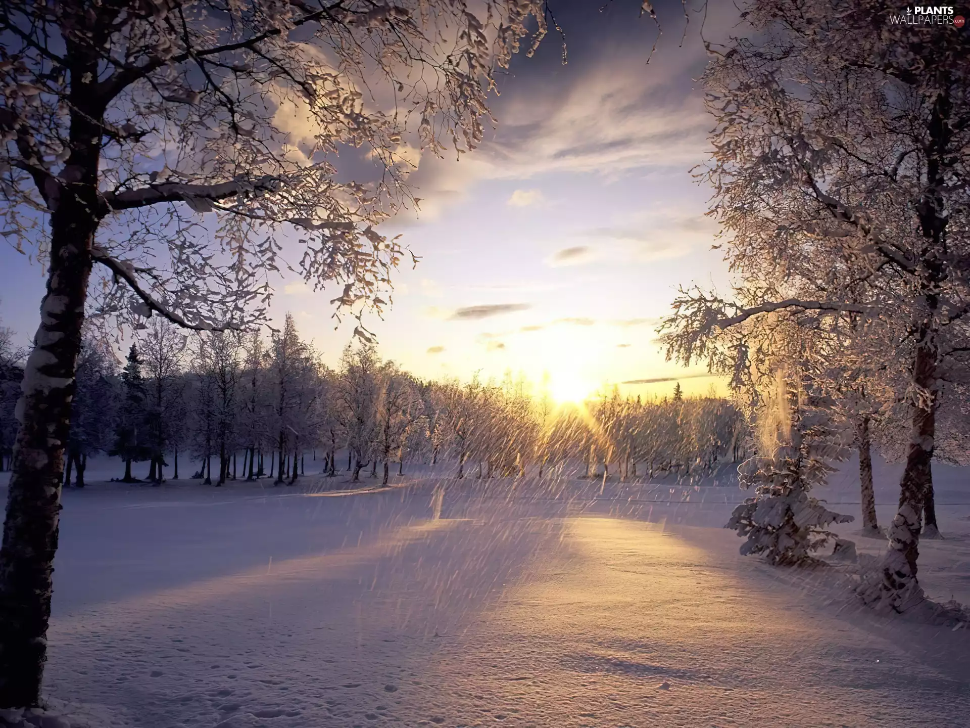 winter, trees, viewes, light breaking through sky