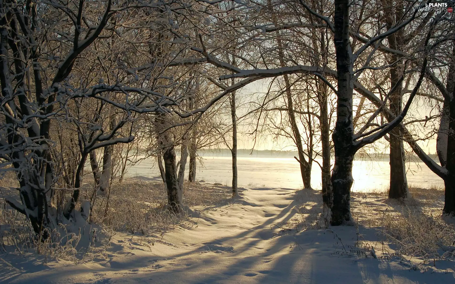 Przebijające, light, viewes, snow, trees