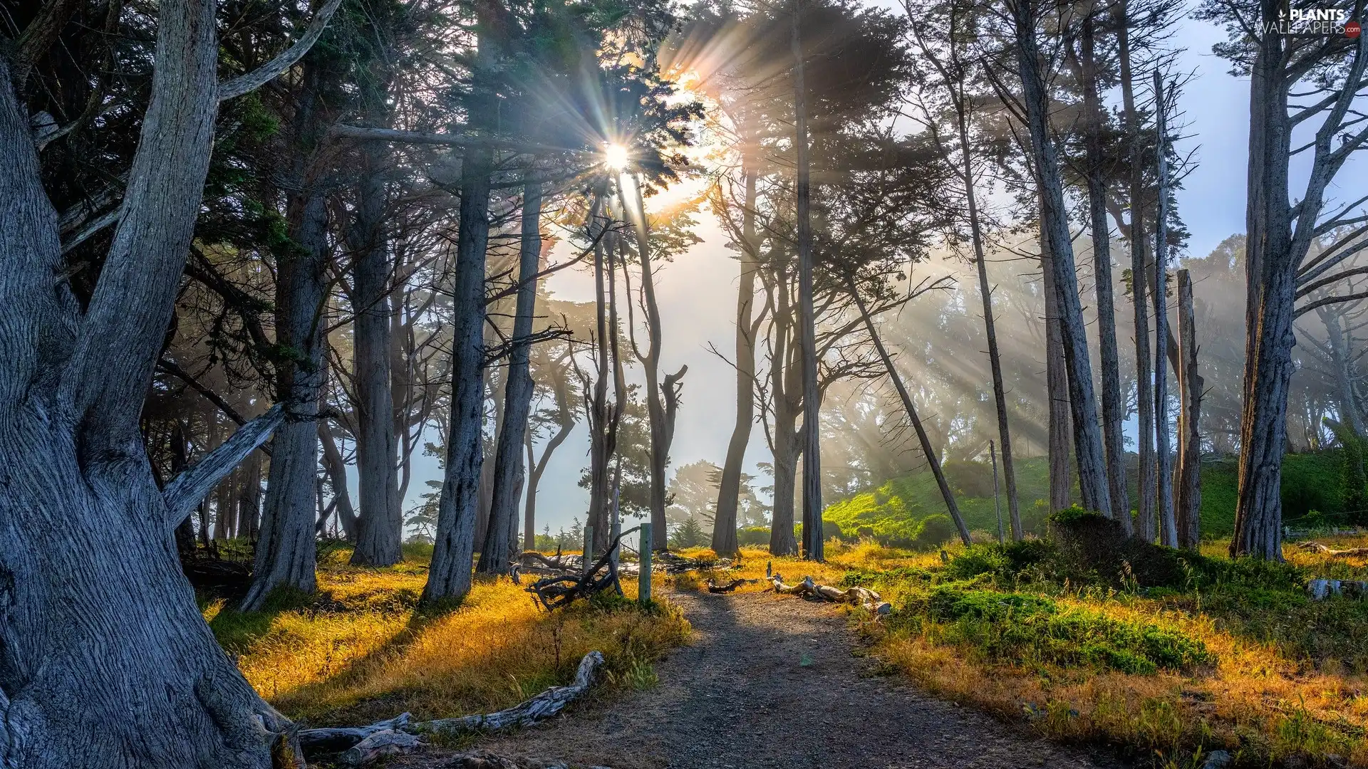 light breaking through sky, trees, Yellowed, viewes, forest, Way, grass