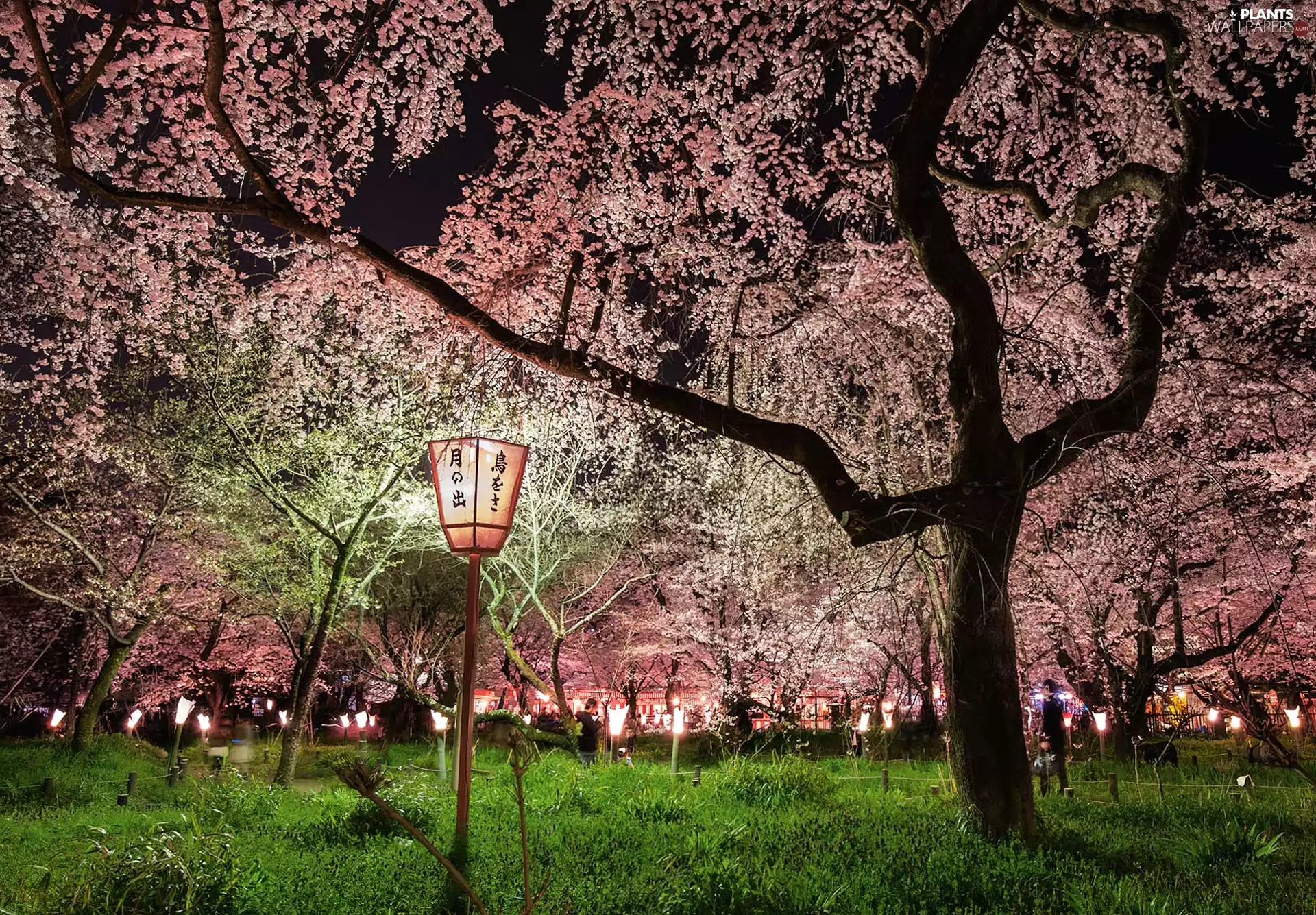 viewes, Lighthouse, Garden, trees, japanese