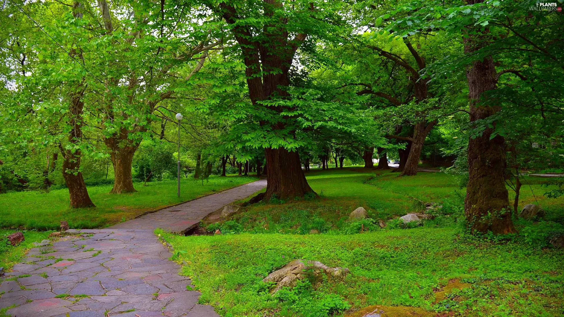 lane, Lighthouse, trees, viewes, Park