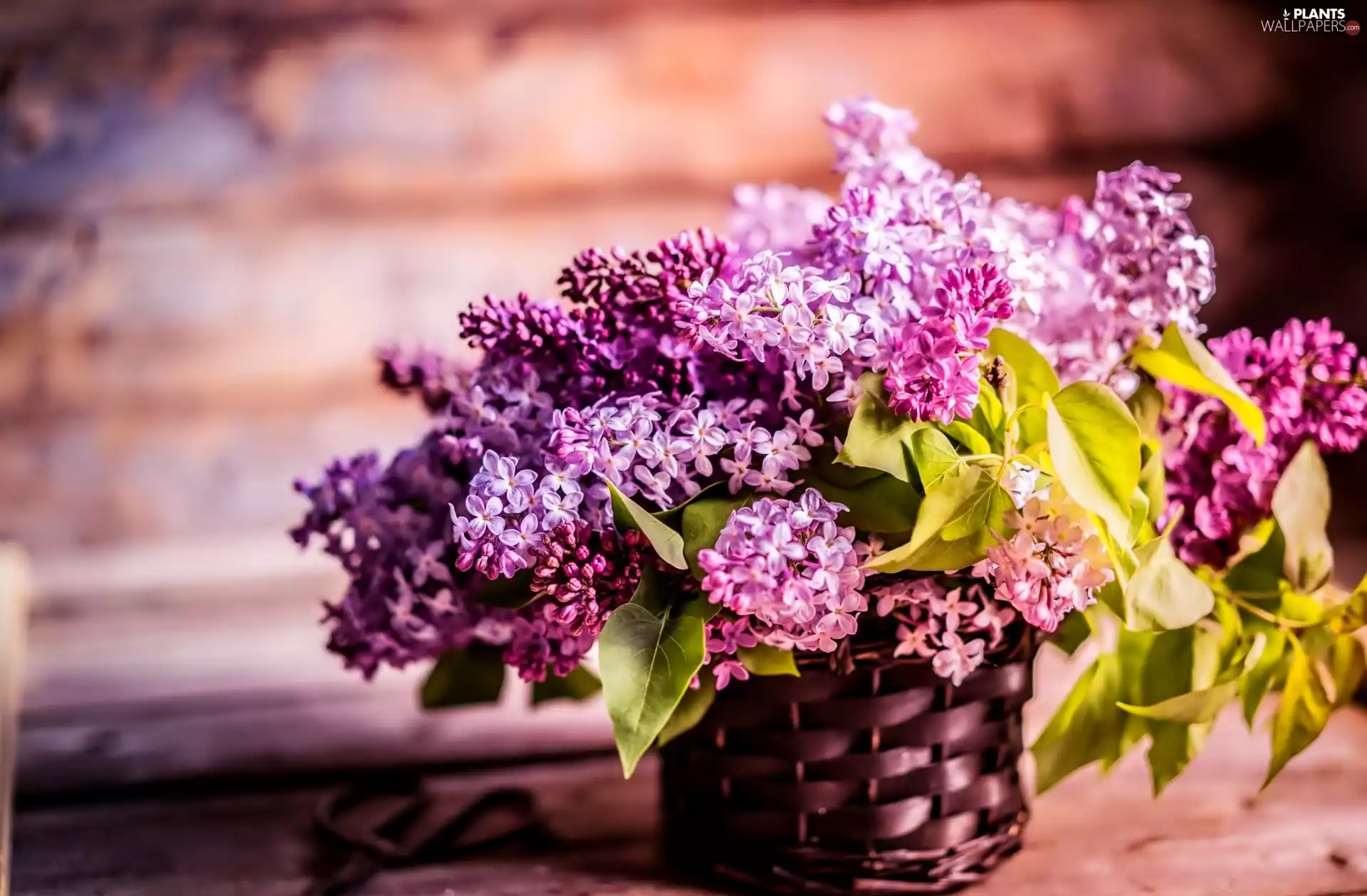 bouquet, basket, Spring, lilac