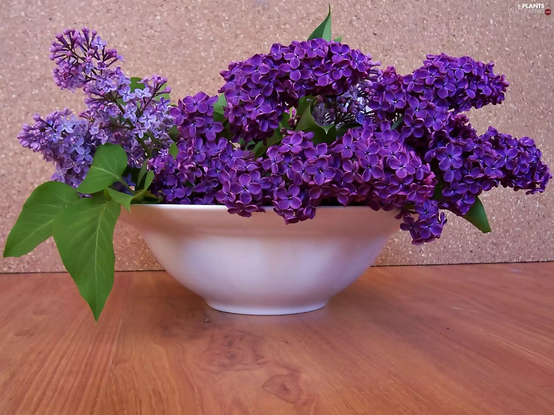 Lila, lilac, bowl, Twigs, White