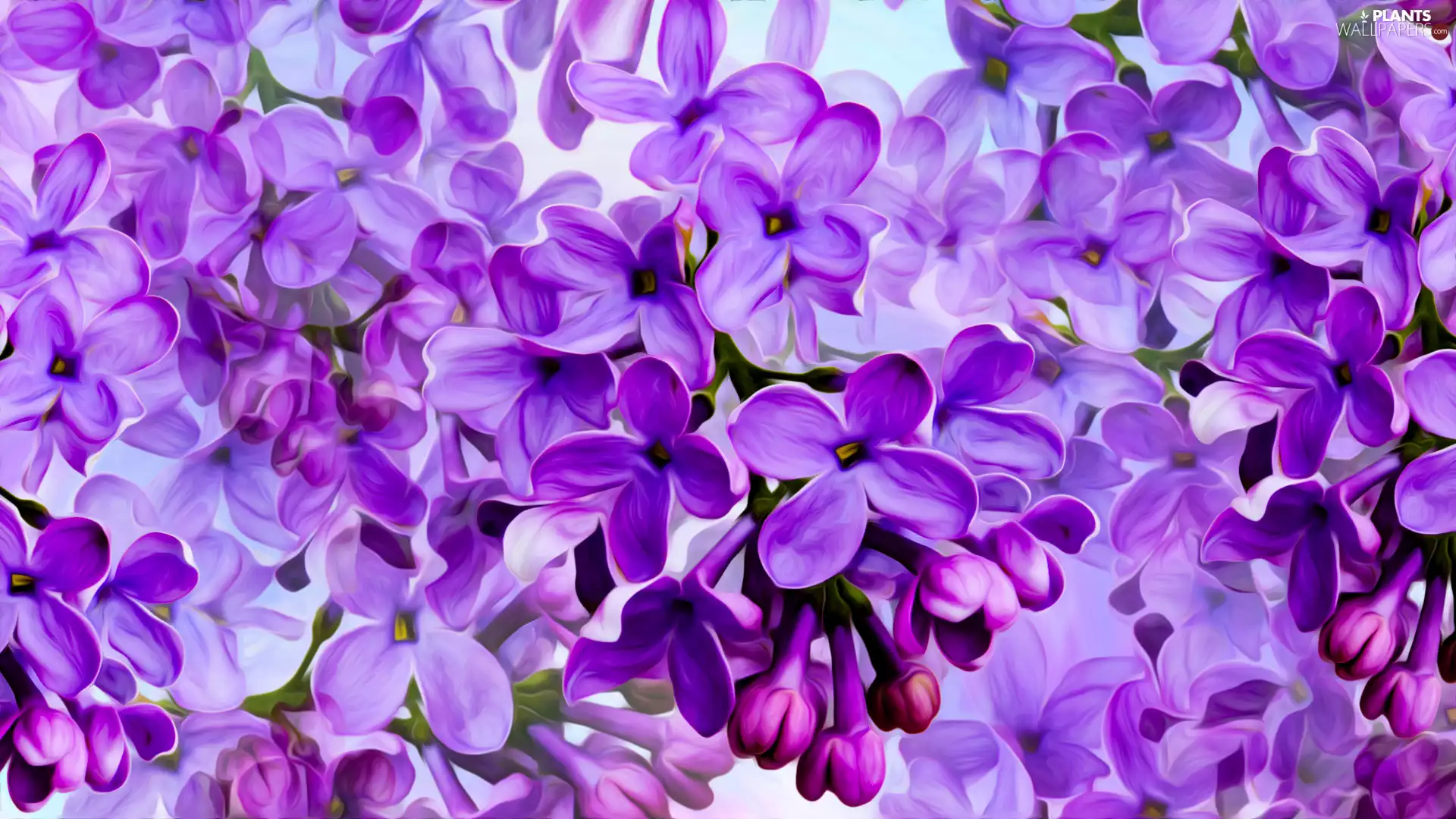 Flowers, without, graphics, lilac