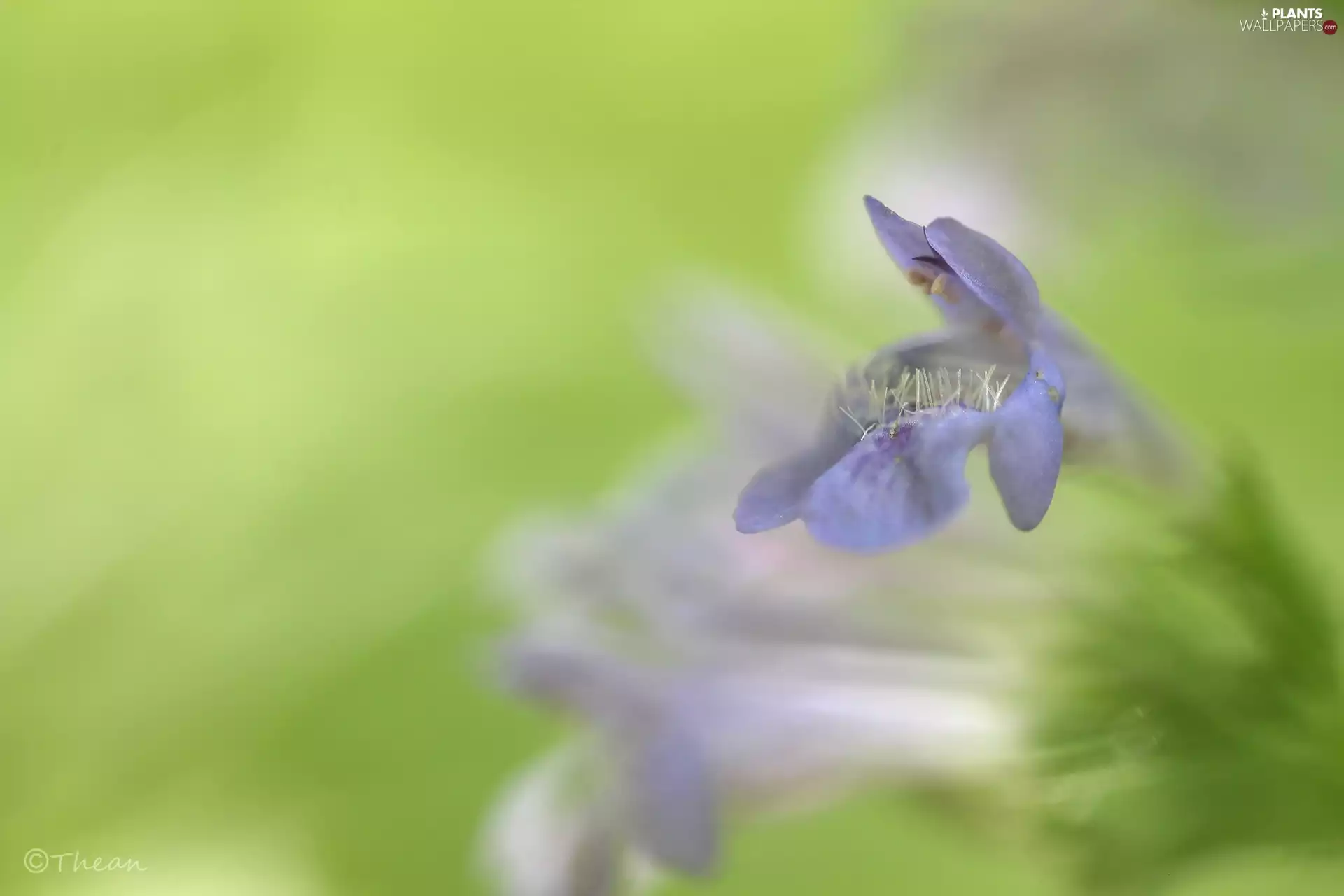 small, Flower, nettle, lilac