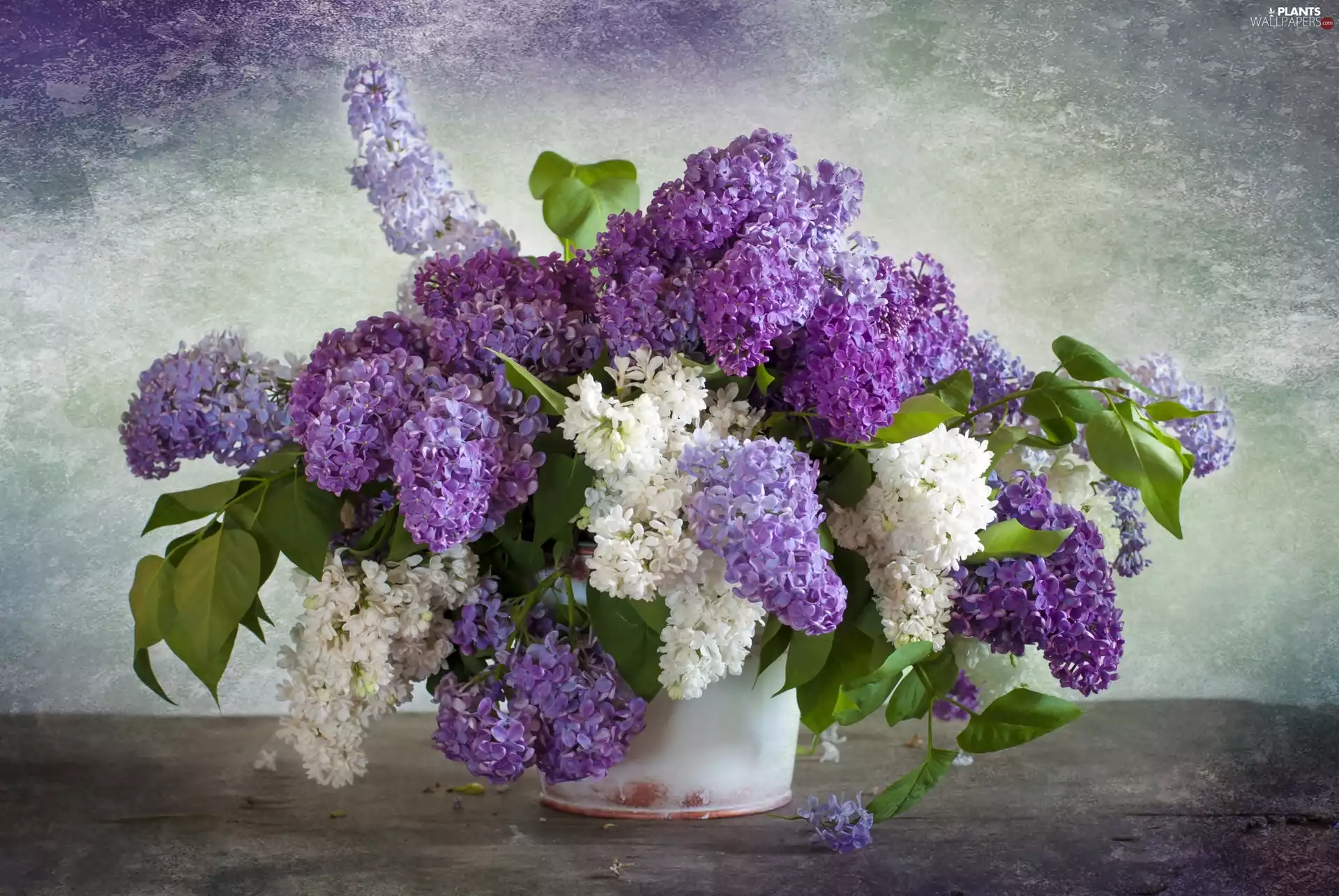 without, White, bouquet, lilac