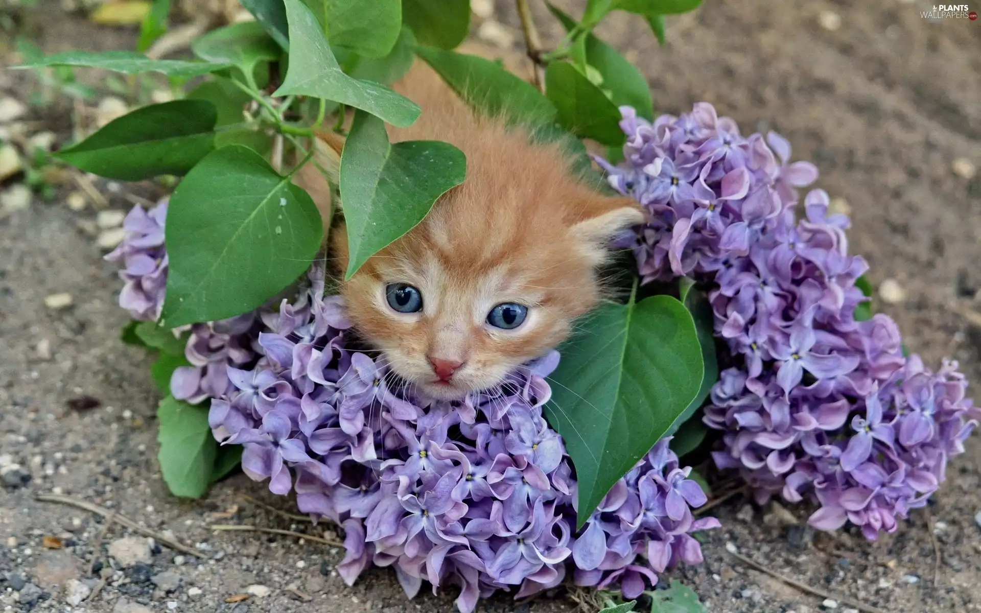 Flowers, lilac, young, kitten, ginger