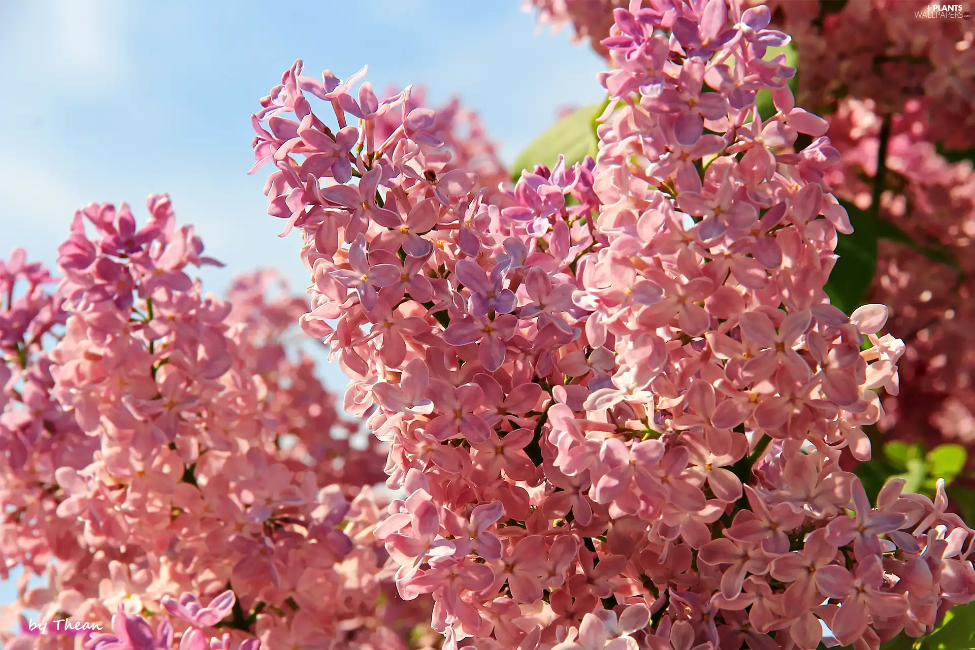 purple, Lilacs