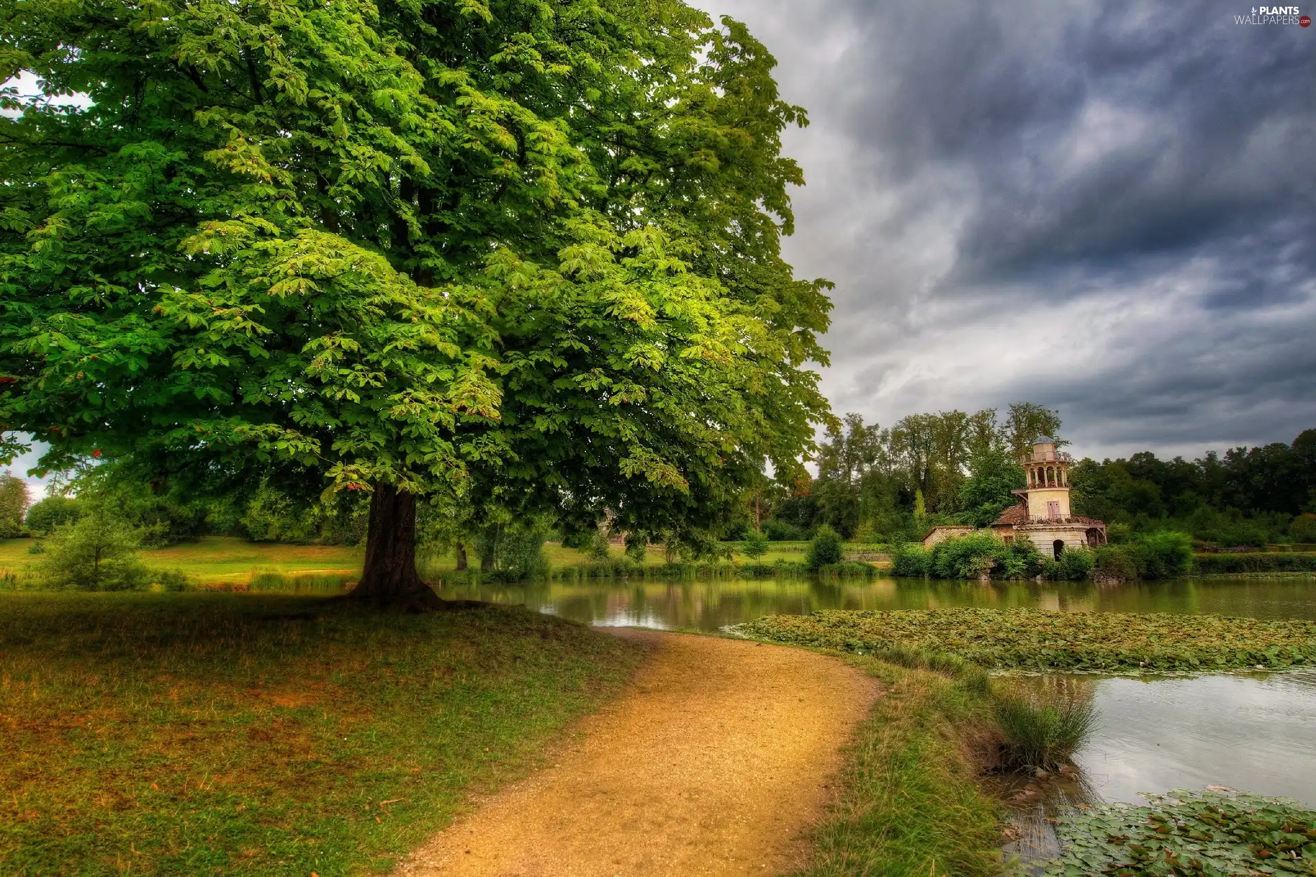 Park, trees, Water lilies, Path, Pond - car, viewes