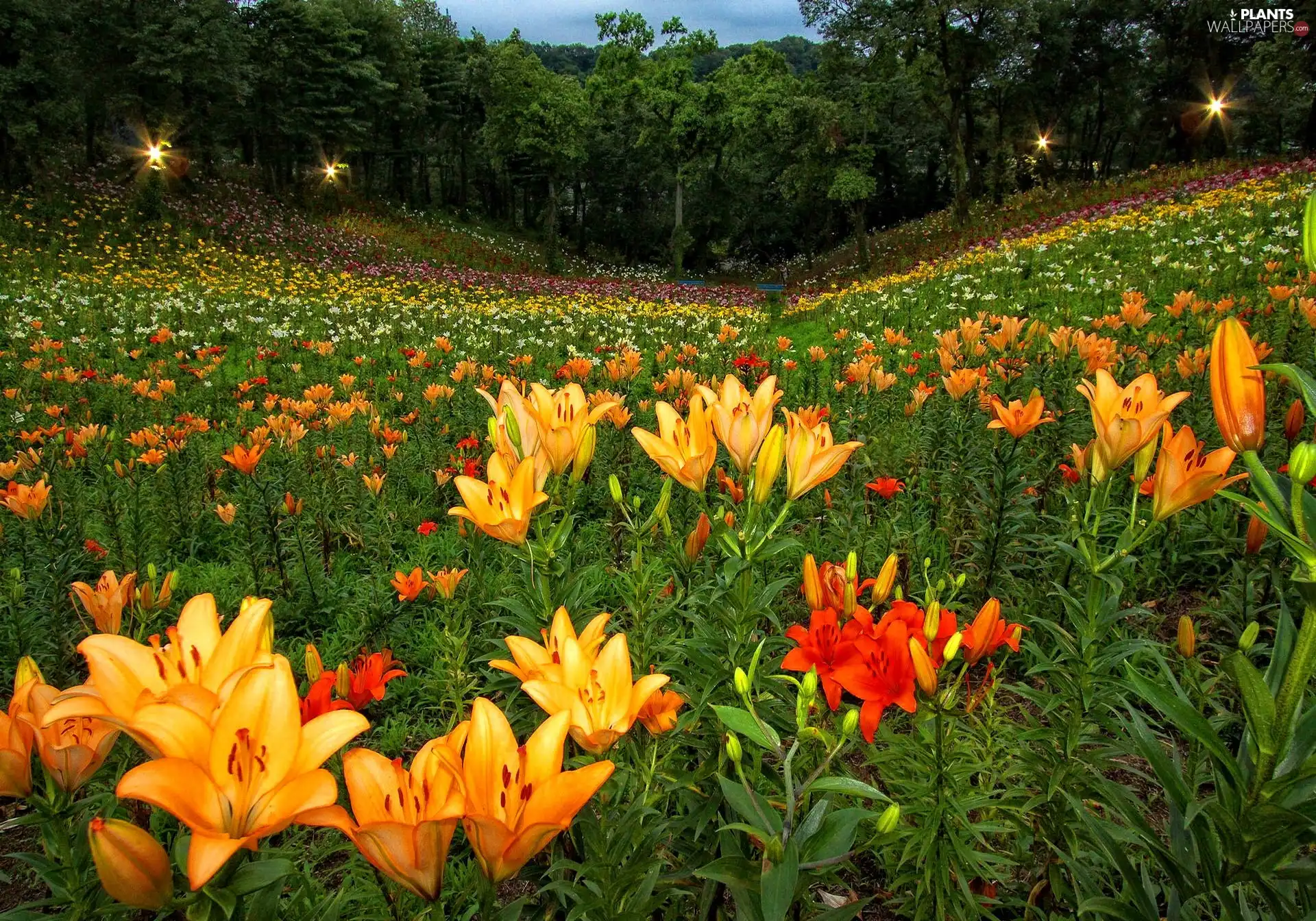 lily, tracts, Colorful