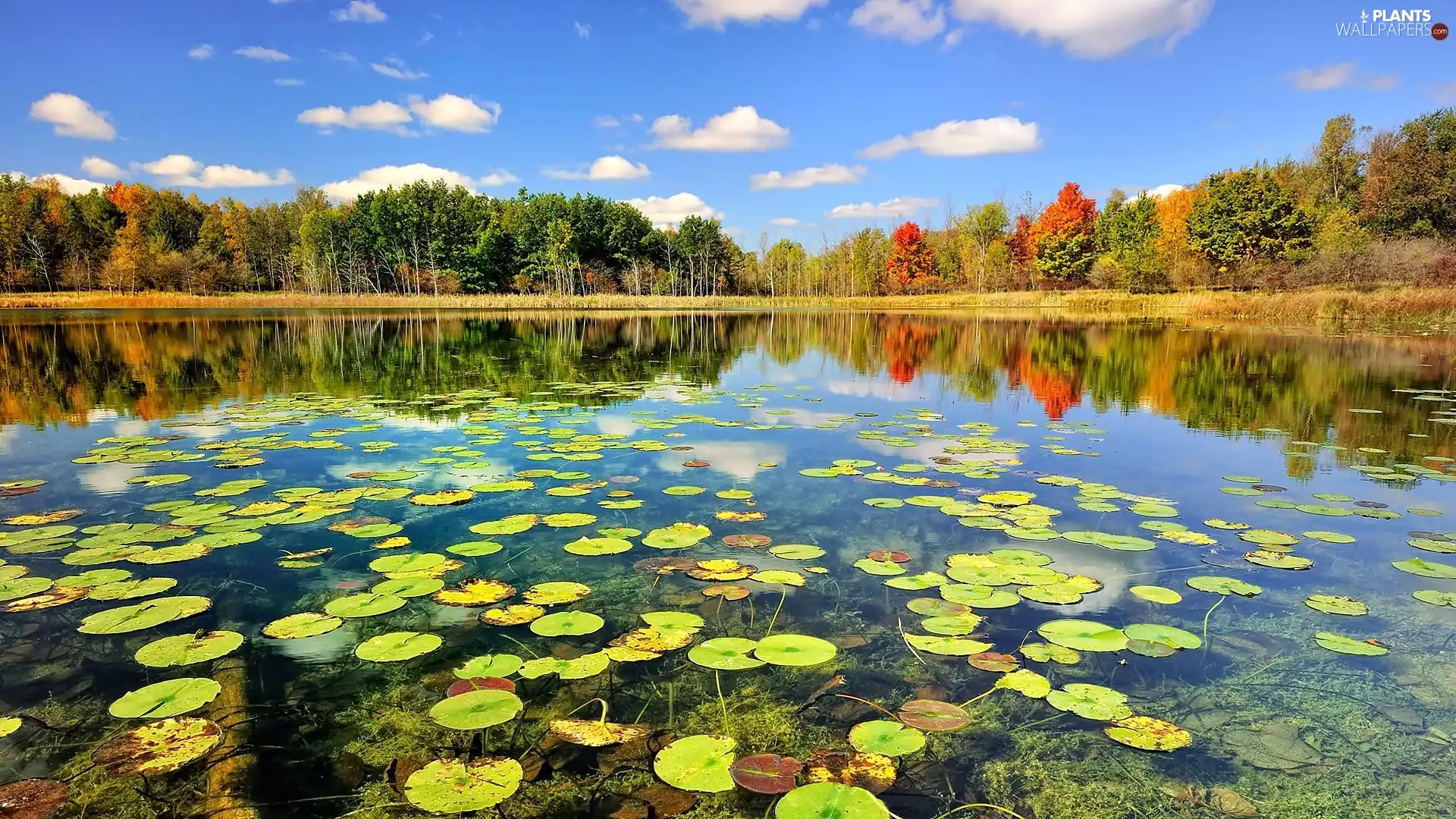 Leaf, lily, forest, lake, autumn