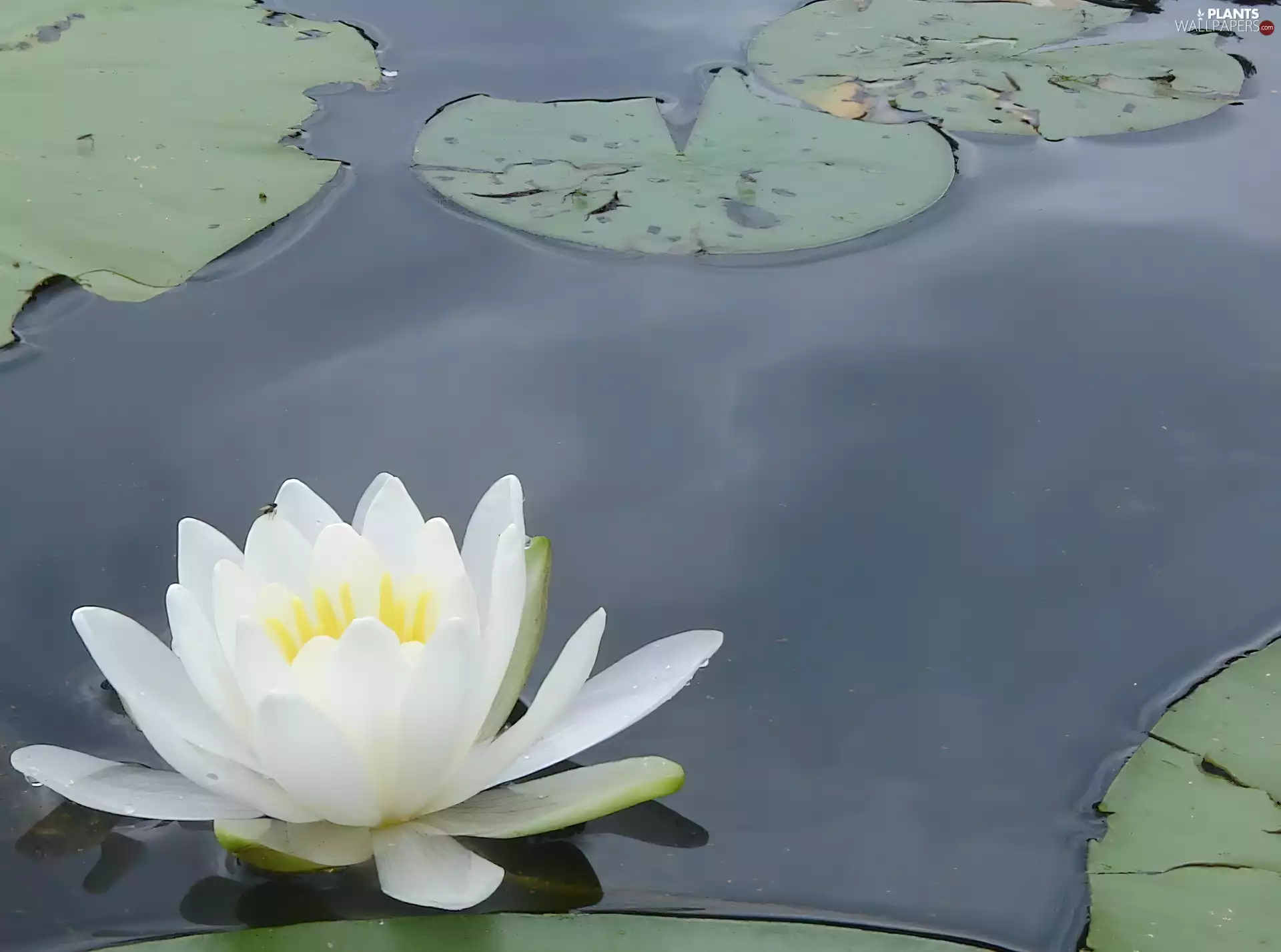 Leaf, White, water-lily