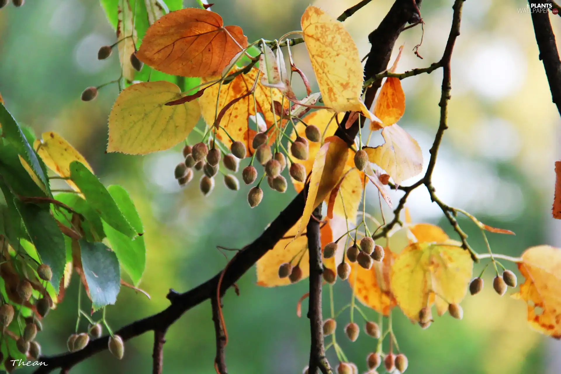 linden, Leaf, Autumn