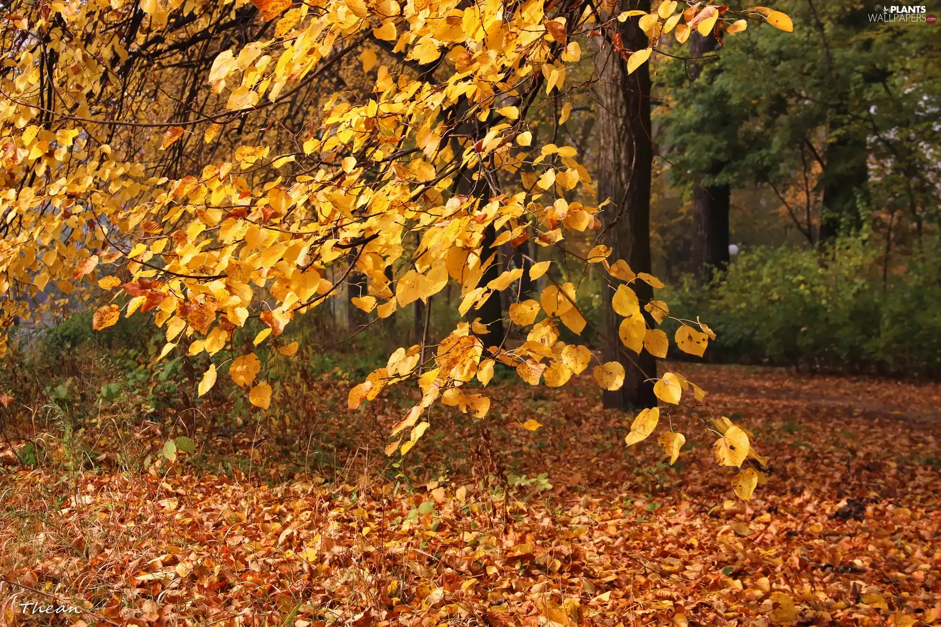 Yellow, Leaf, linden, Autumn