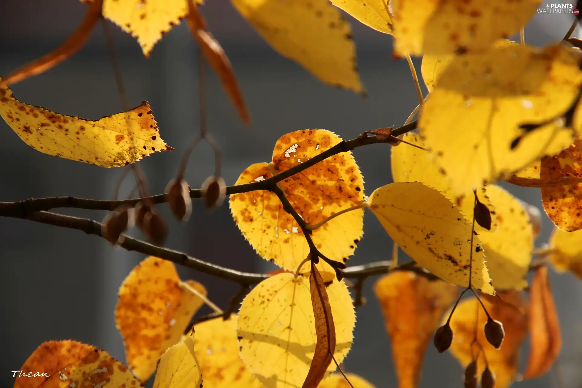 Yellow, Leaf, linden, Autumn