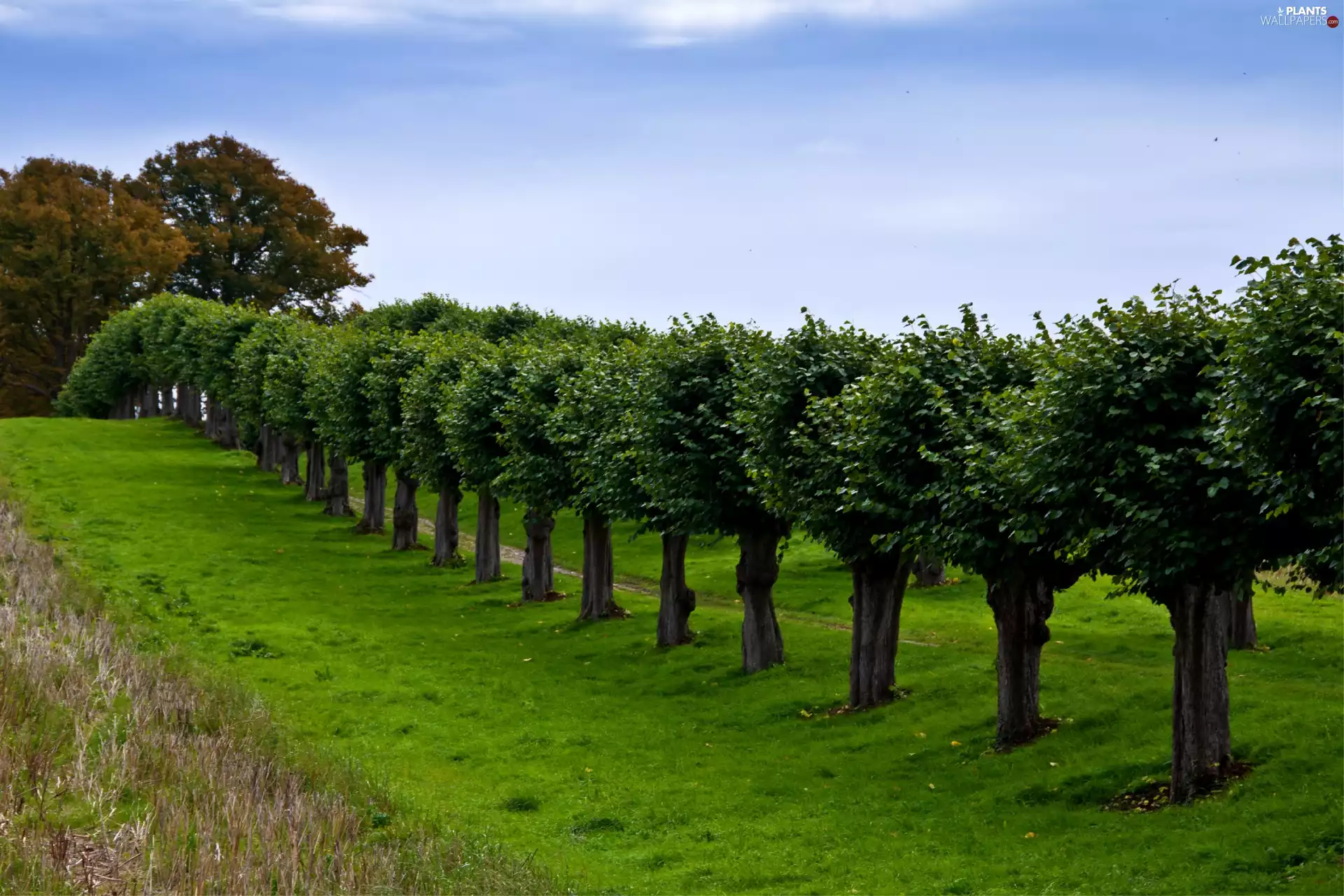 viewes, orchard, Alleys, line, grass, trees