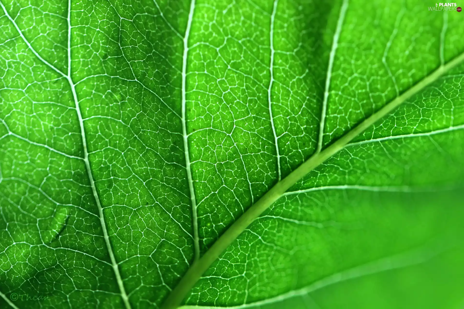 Lines, Green, leaf