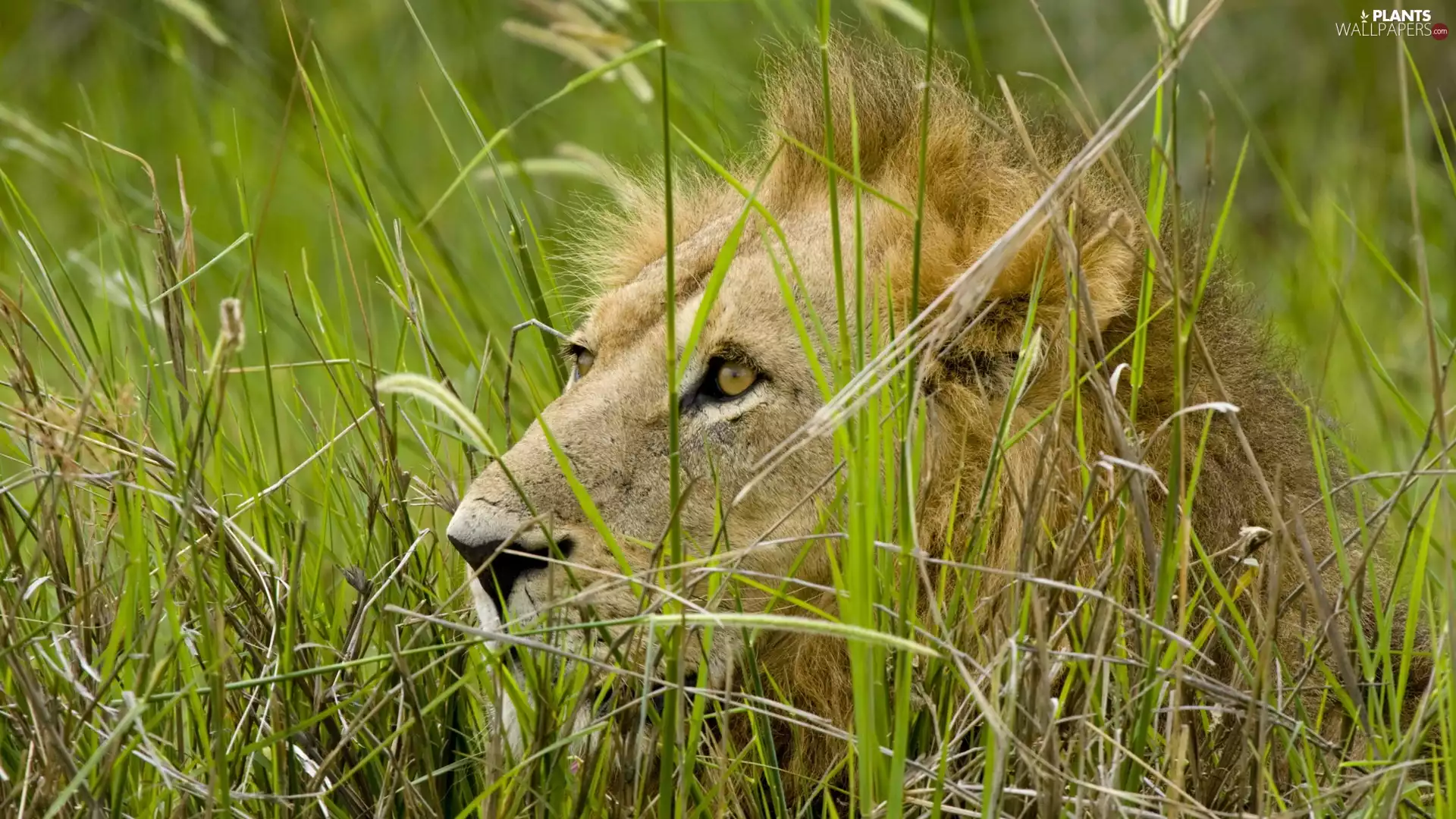 Lion, grass