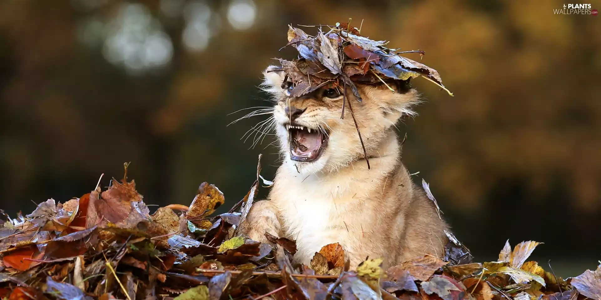 forest, autumn, small lion, Leaf, Terrified