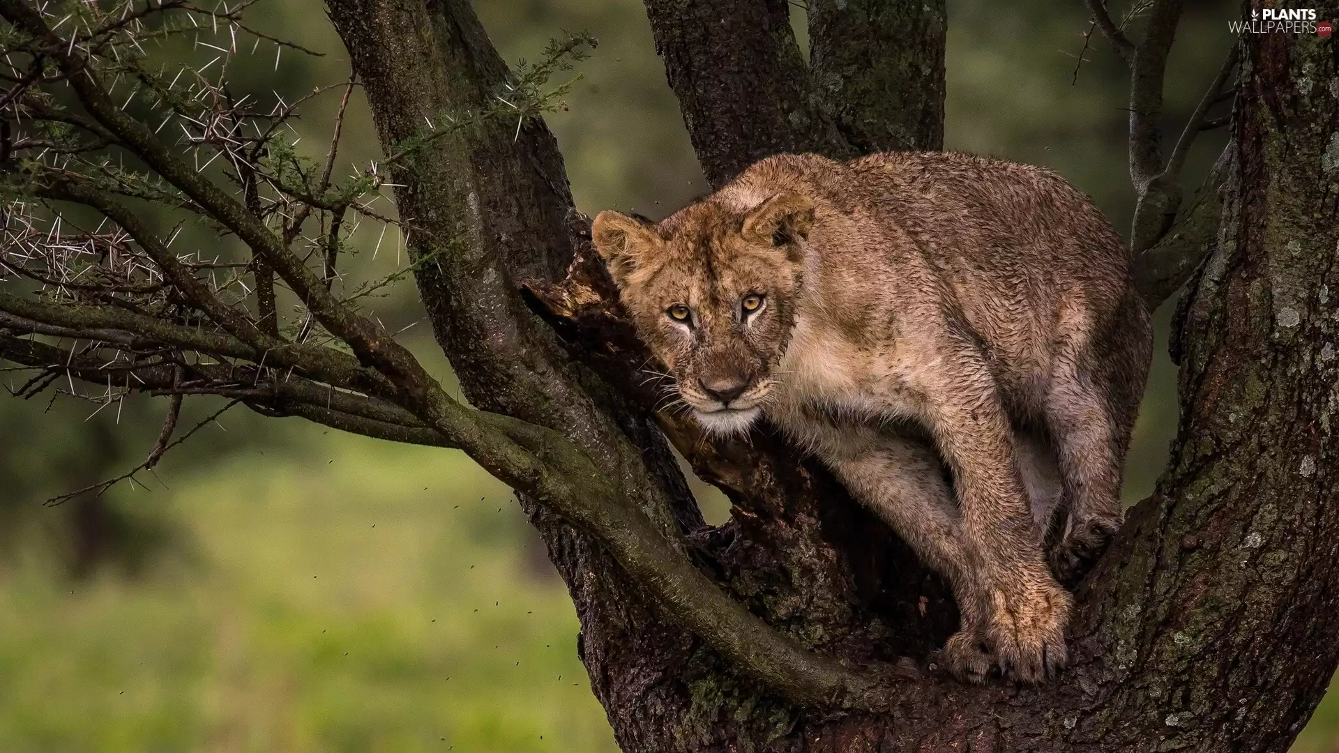 Lioness, trees