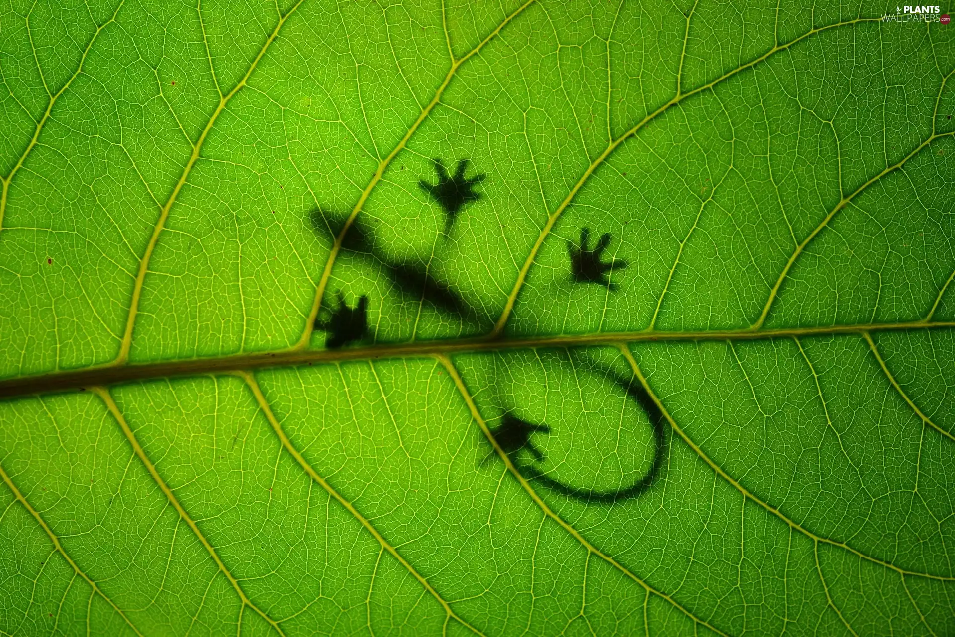 lizard, Green, leaf
