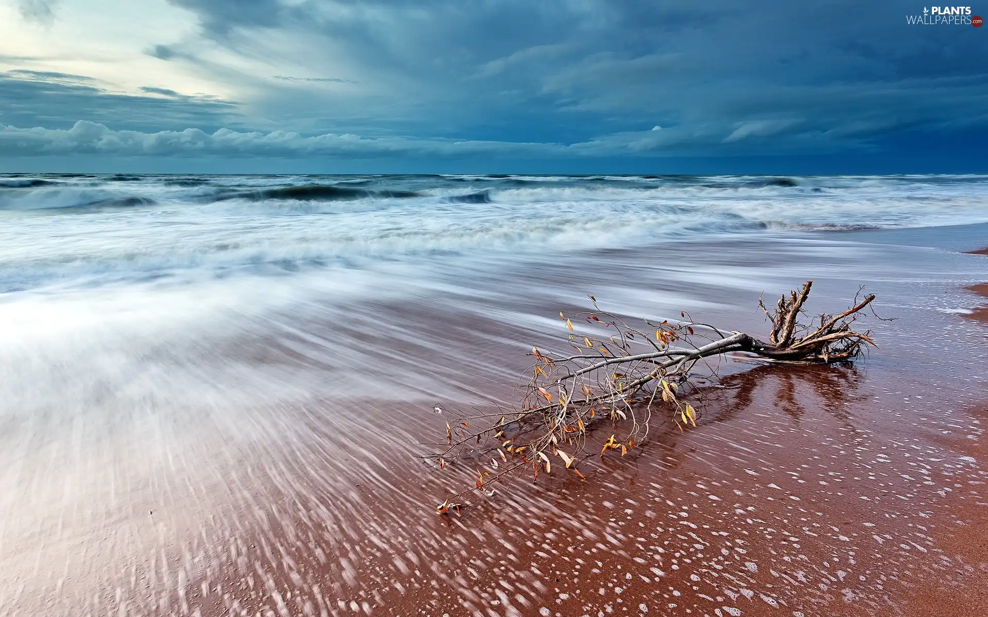 trees, viewes, Beaches, Lod on the beach, sea