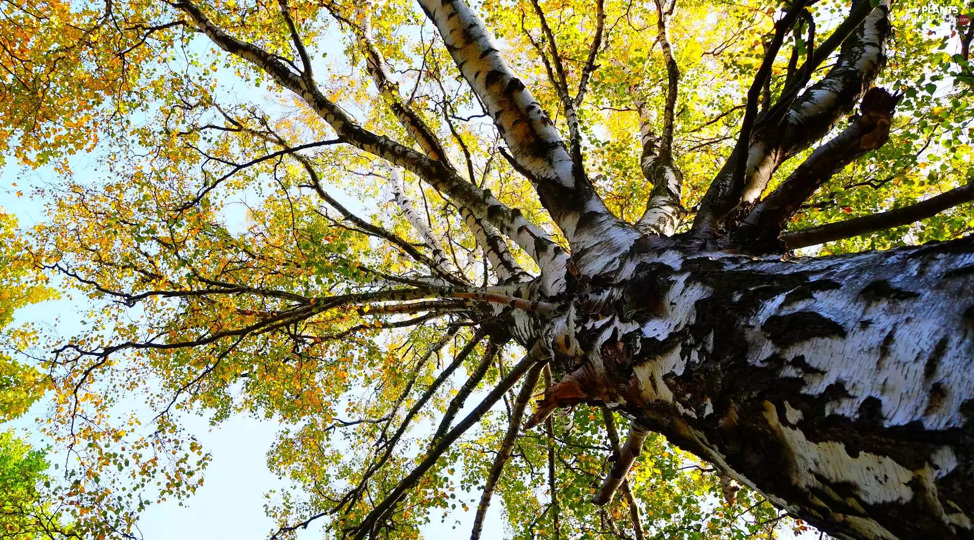 Lod on the beach, autumn, branch pics, Leaf, birch-tree