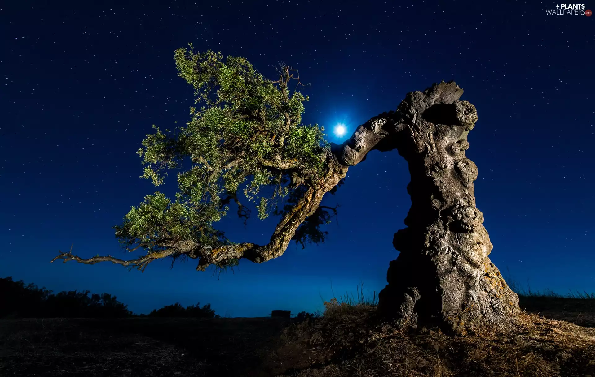 trees, moon, Night, Lod on the beach