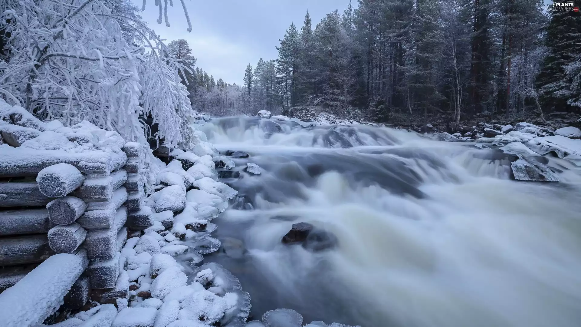 trees, winter, River, Logs, viewes, forest