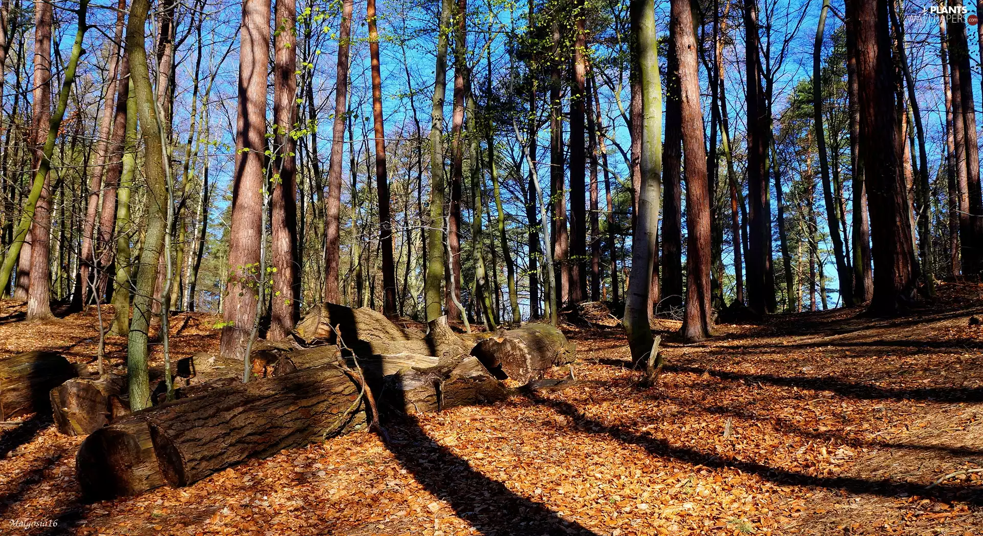 trees, forest, Cut, Logs, viewes, Spring