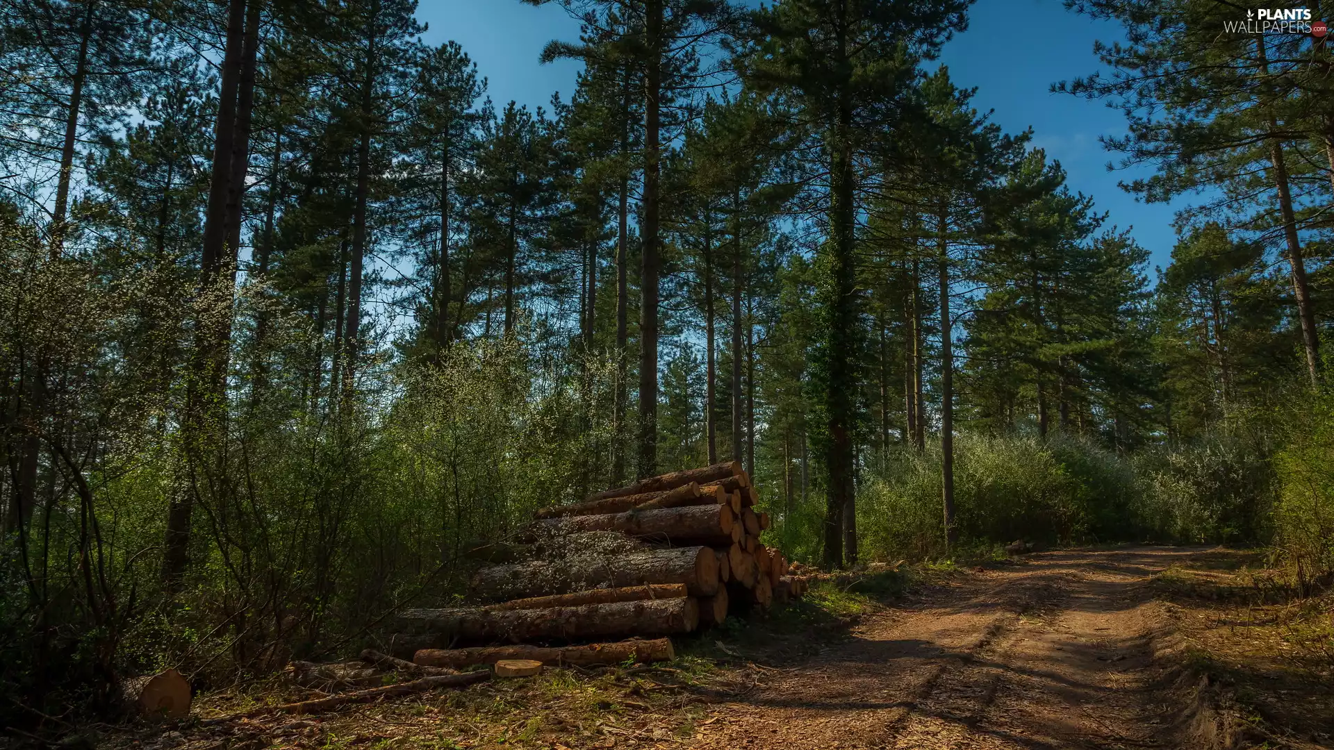 viewes, forest, cut, Logs, Way, trees